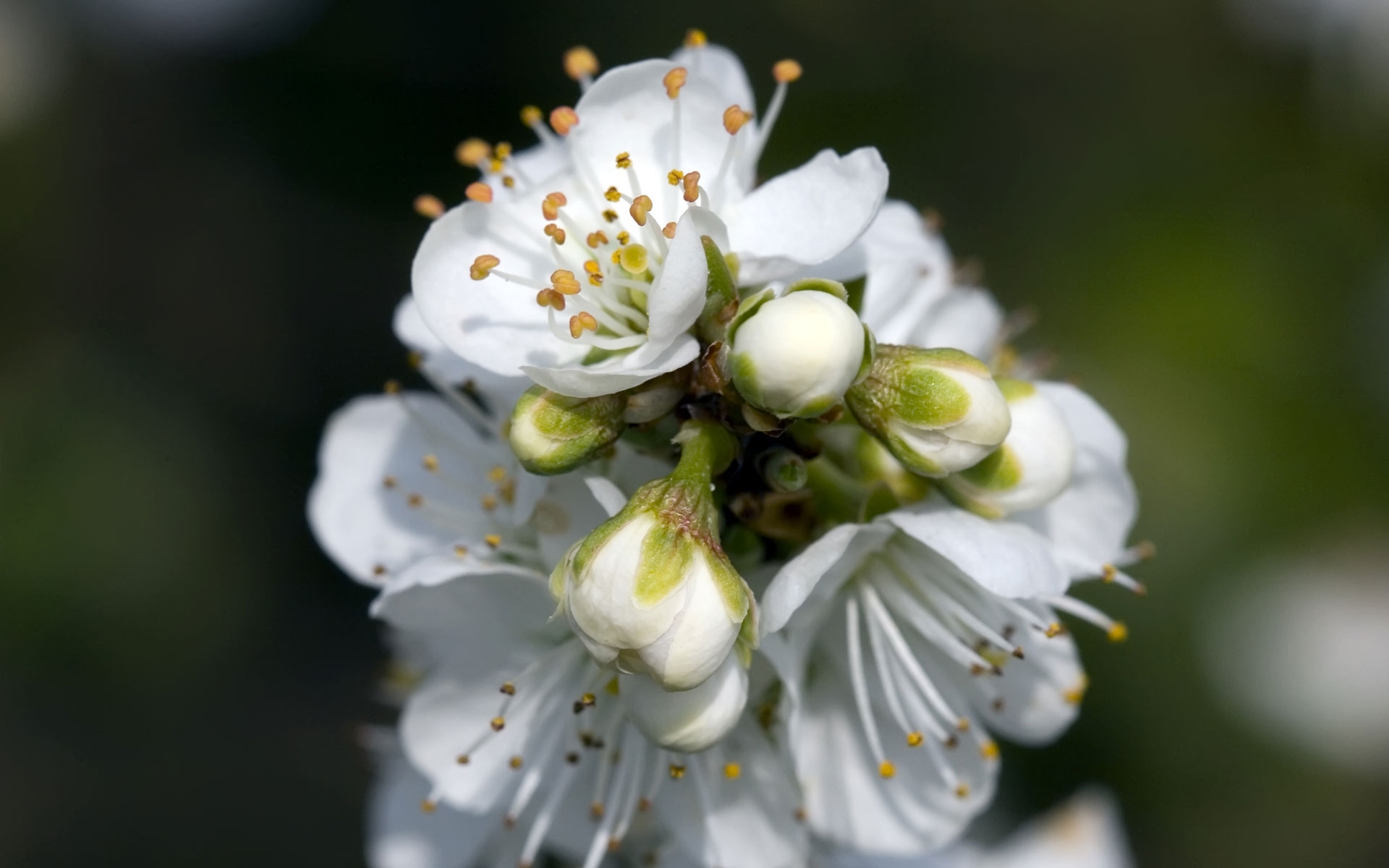 Free download wallpaper Flowers, Flower, Earth, Blossom on your PC desktop