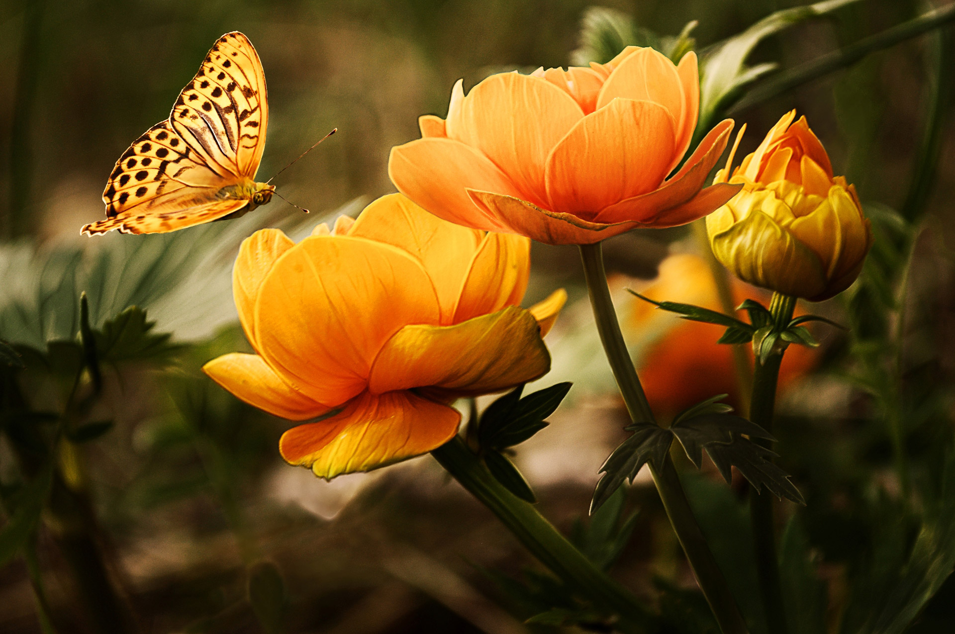 無料モバイル壁紙動物, 蝶, 花, 黄色い花, 虫をダウンロードします。