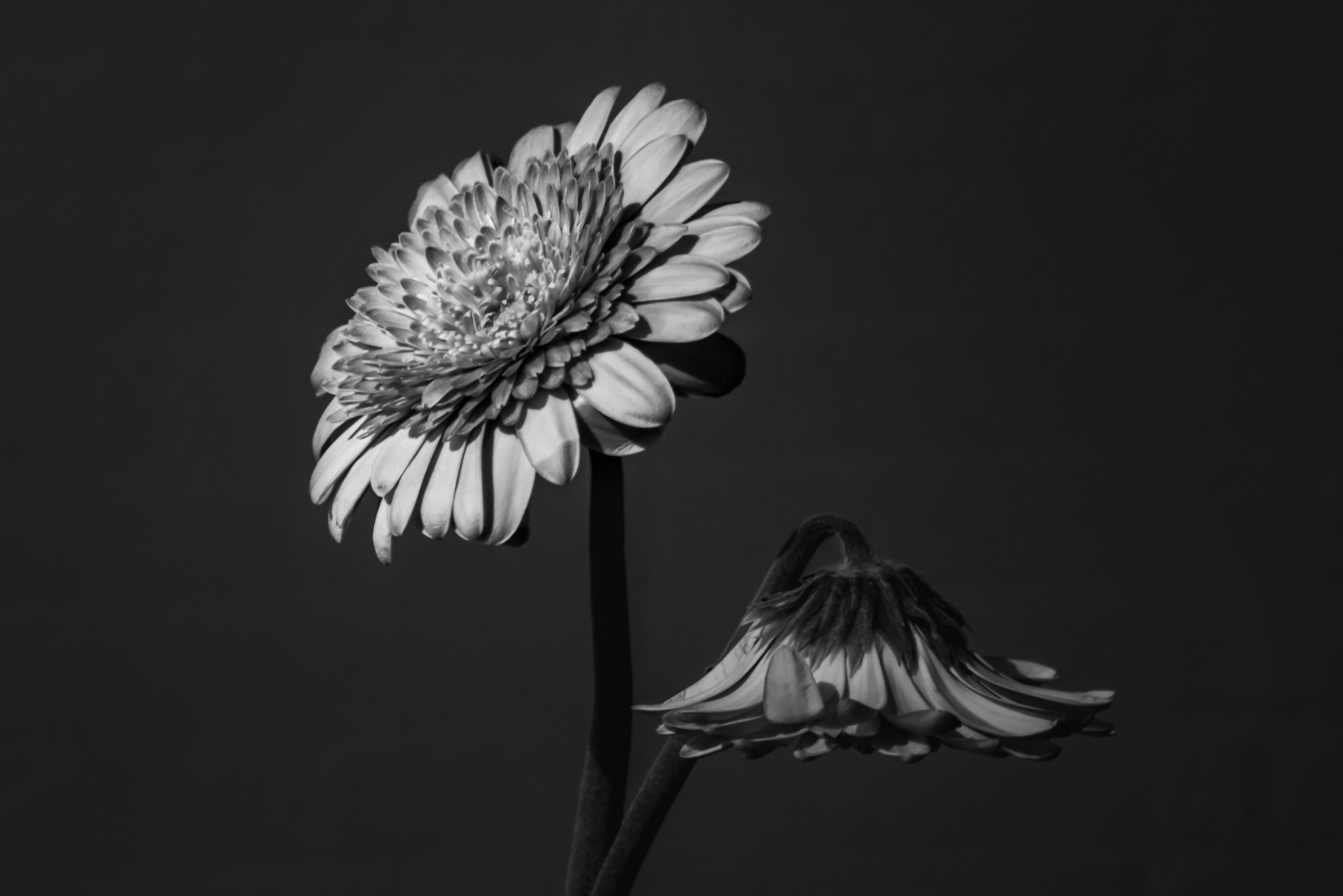 Download mobile wallpaper Black & White, Flowers, Nature, Flower, Earth for free.