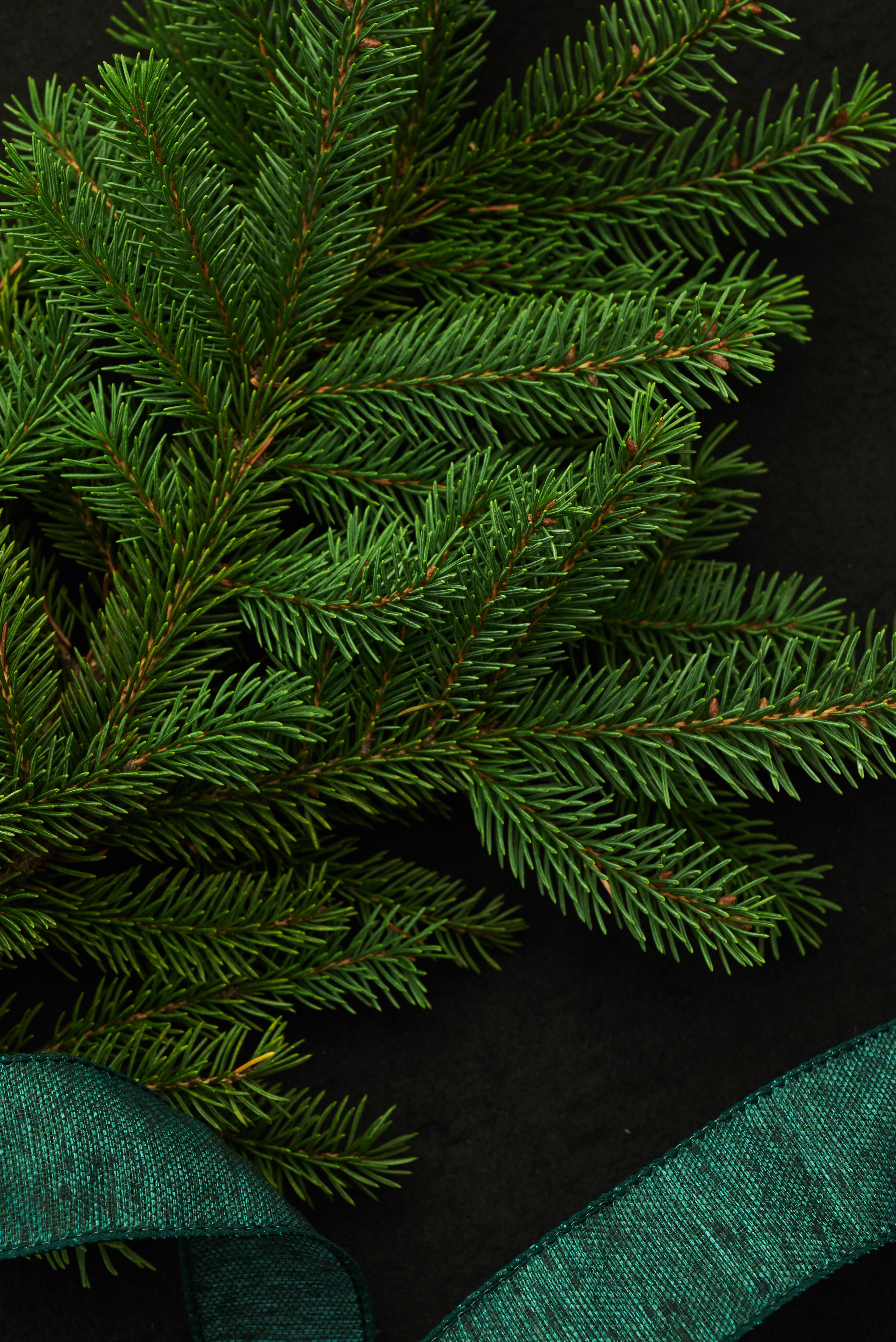 Download mobile wallpaper Spruce, Fir, Needles, Miscellaneous, Miscellanea, Branch for free.