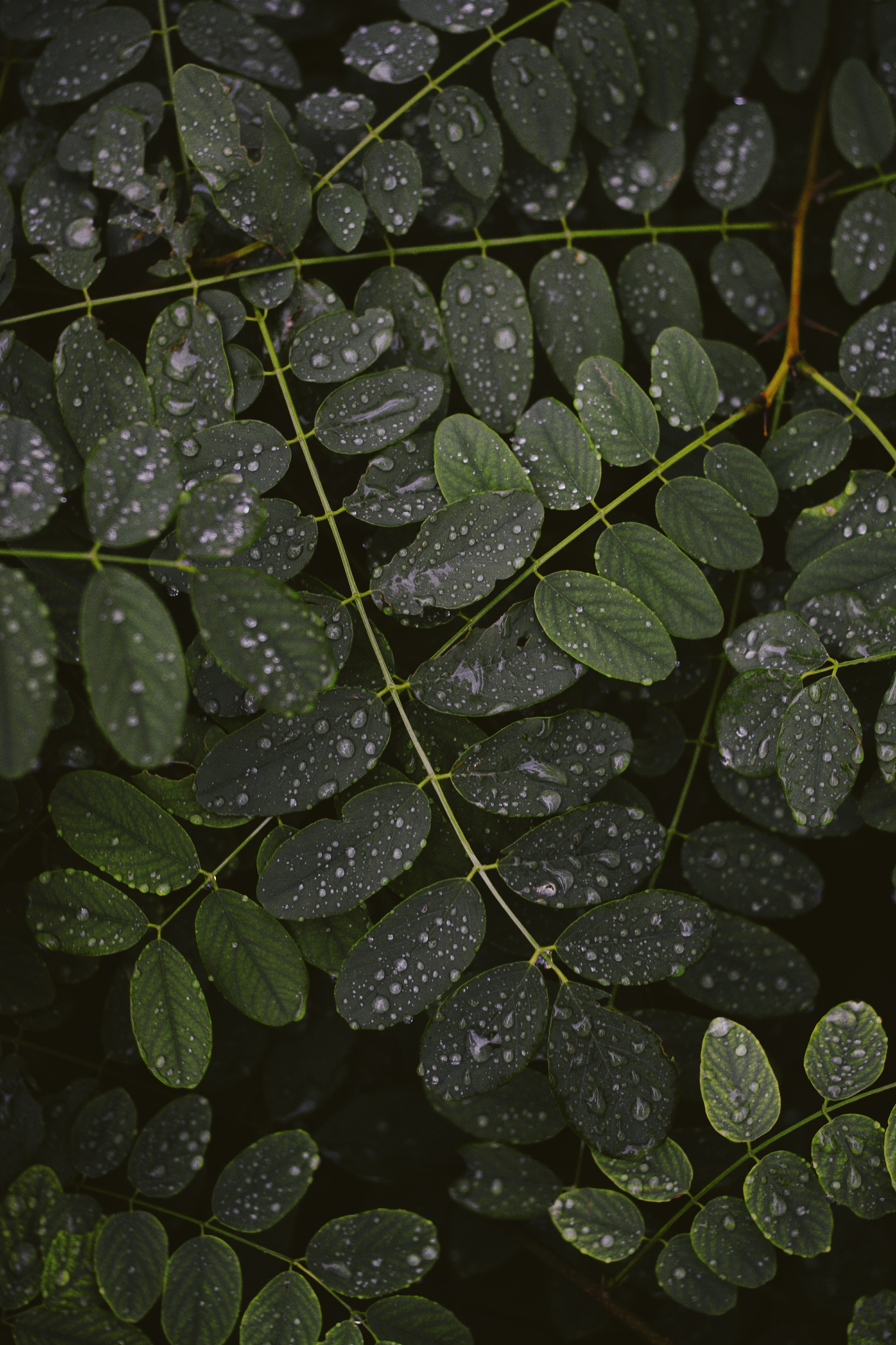 leaves, drops, plant, macro, branches