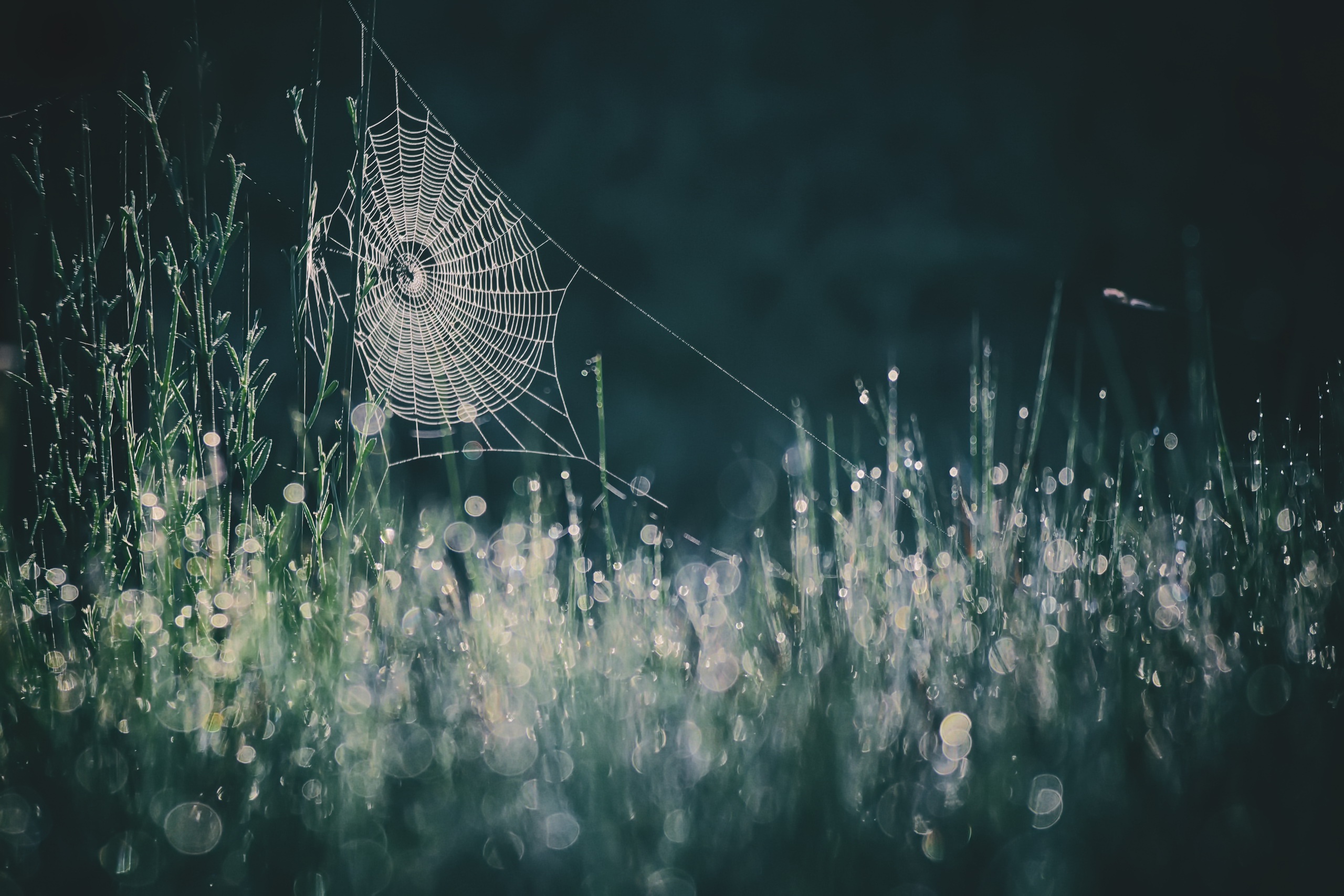 Download mobile wallpaper Grass, Close Up, Dew, Bokeh, Photography, Spider Web for free.