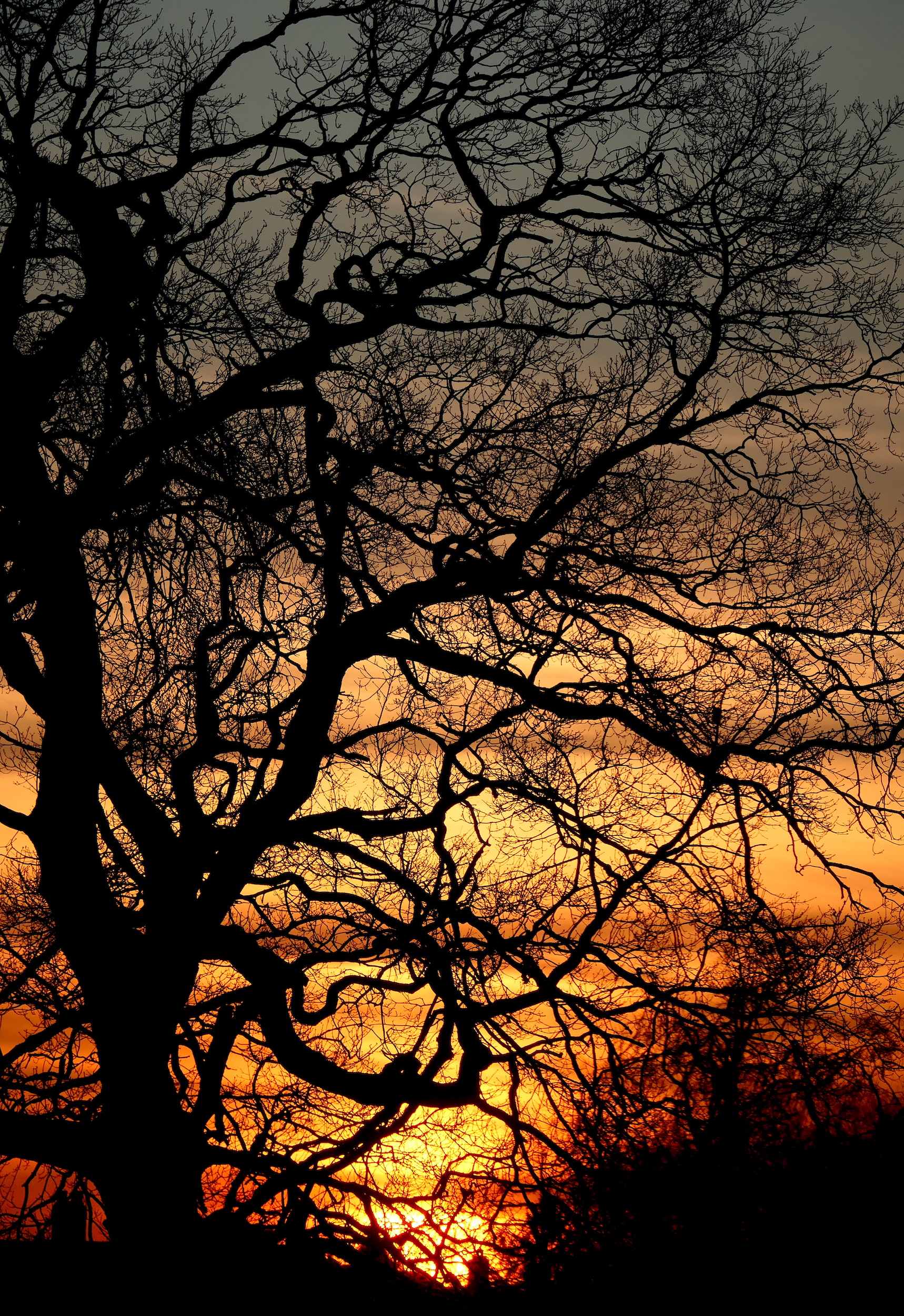 Download mobile wallpaper Branches, Trees, Sunset, Silhouettes, Dark for free.