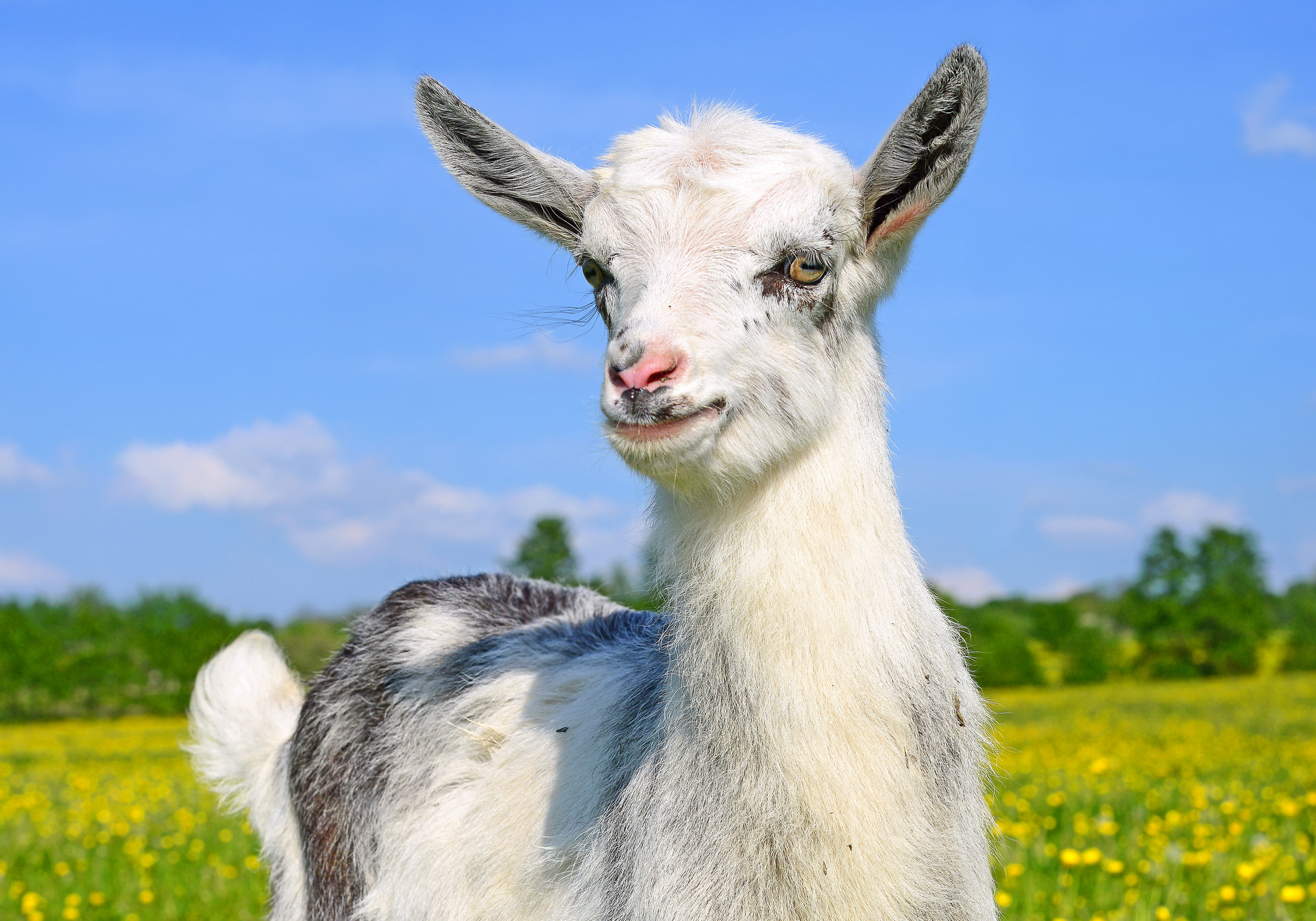 Download mobile wallpaper Animal, Goat for free.