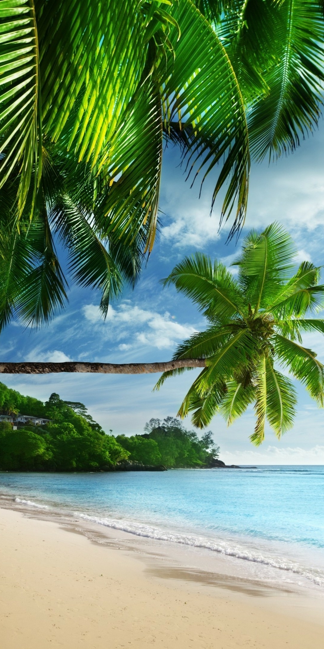 Download mobile wallpaper Earth, Tropical, Palm Tree, Seashore for free.