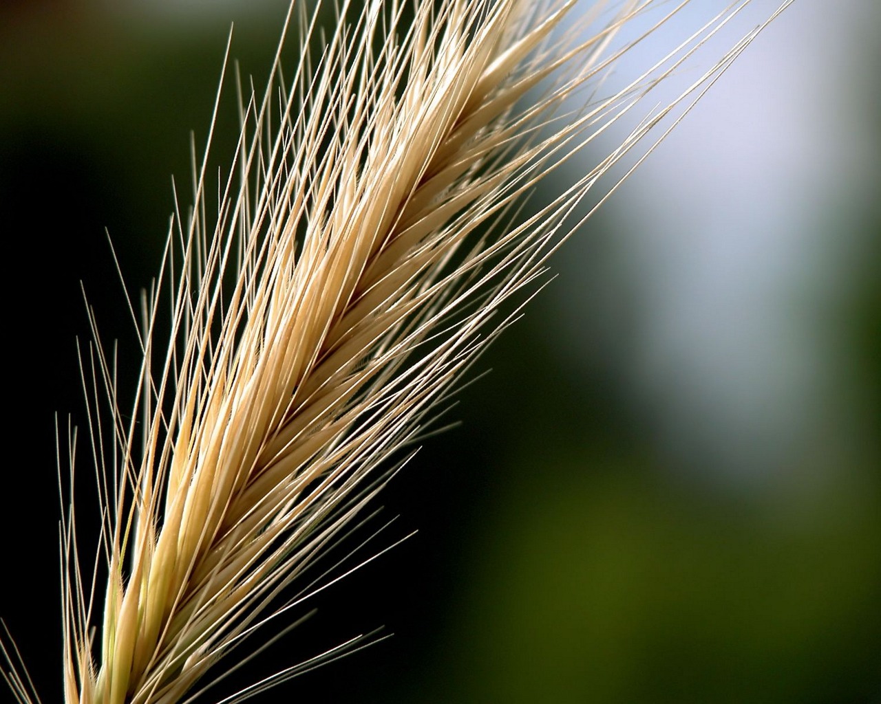 Descarga gratuita de fondo de pantalla para móvil de Primer Plano, Tierra/naturaleza.