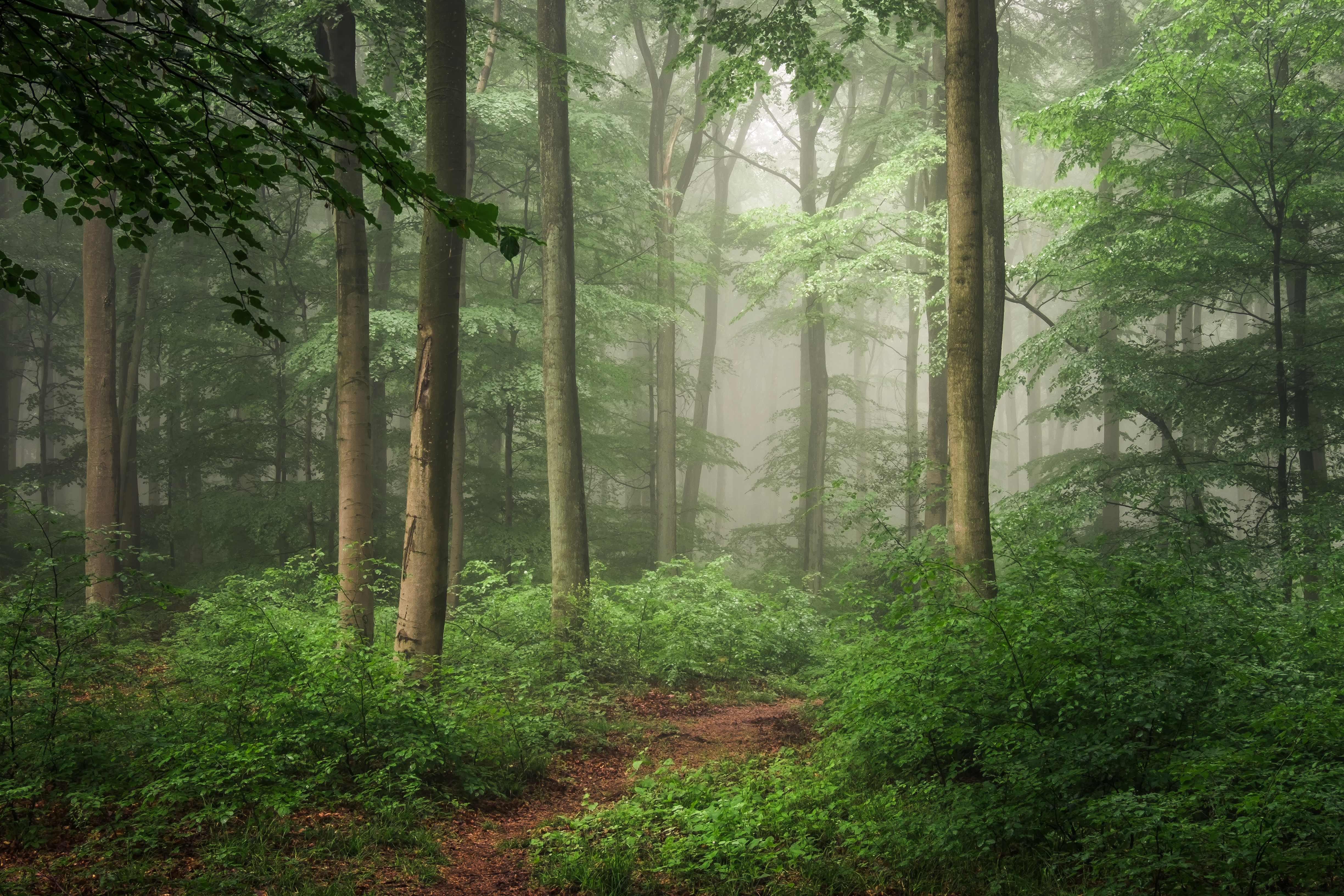 Free download wallpaper Nature, Forest, Fog, Earth, Path on your PC desktop