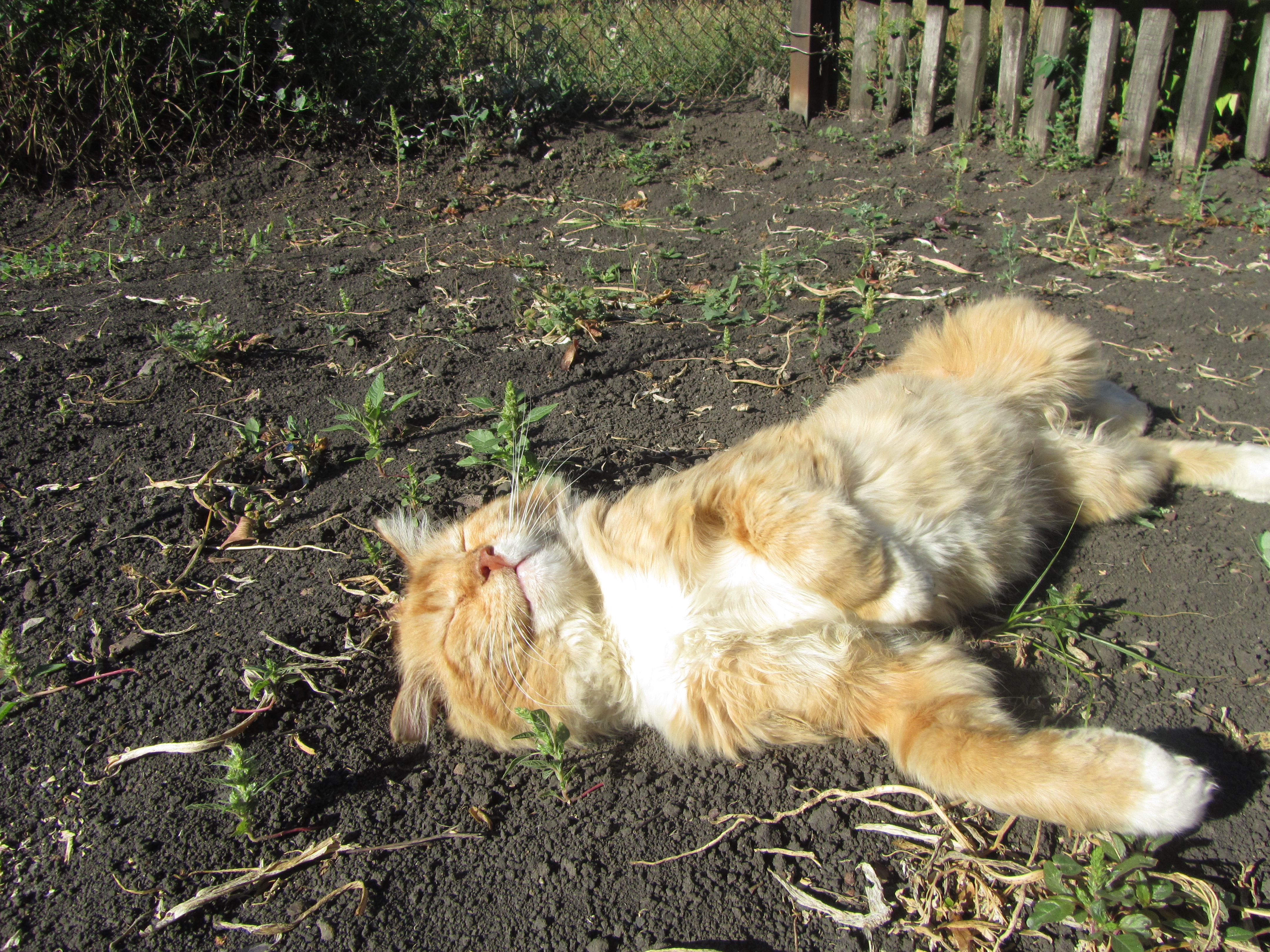 Handy-Wallpaper Tiere, Katze kostenlos herunterladen.