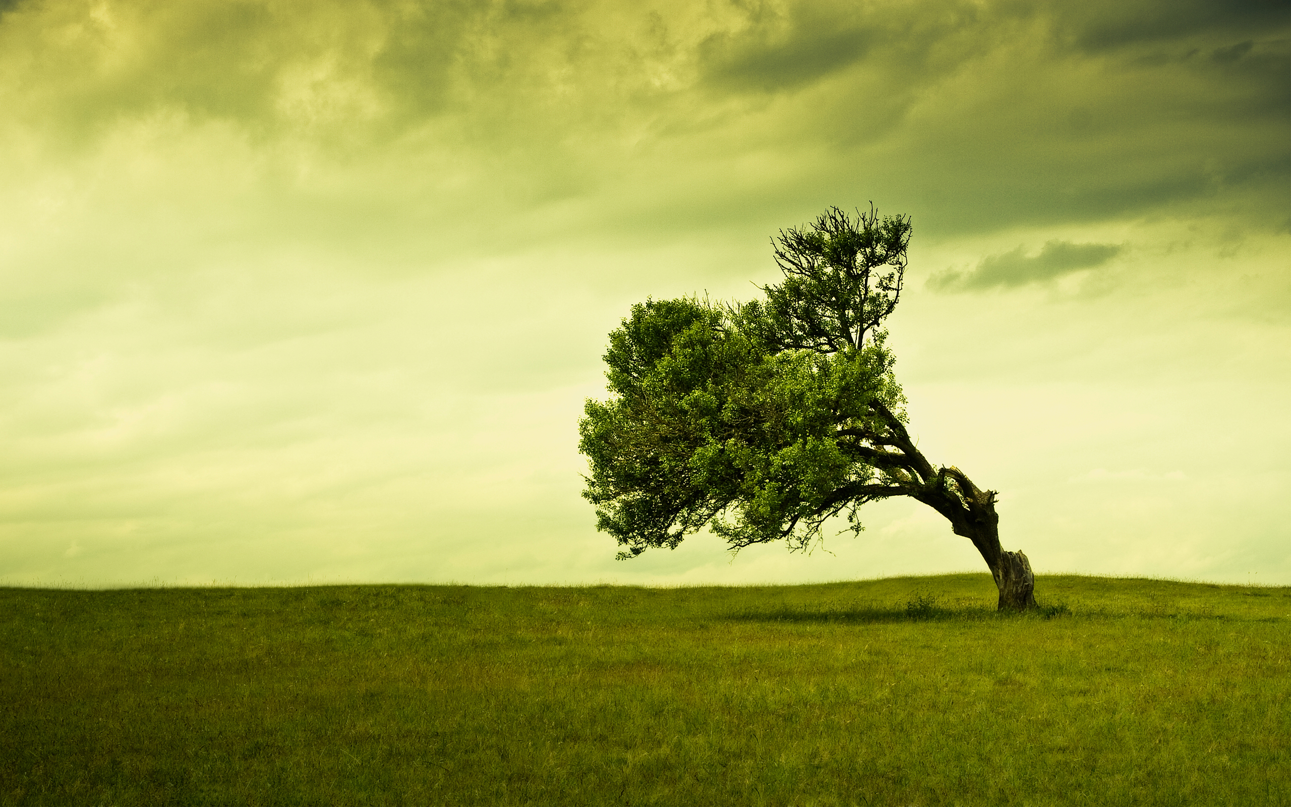 Download mobile wallpaper Trees, Lonely Tree, Field, Tree, Grass, Earth for free.