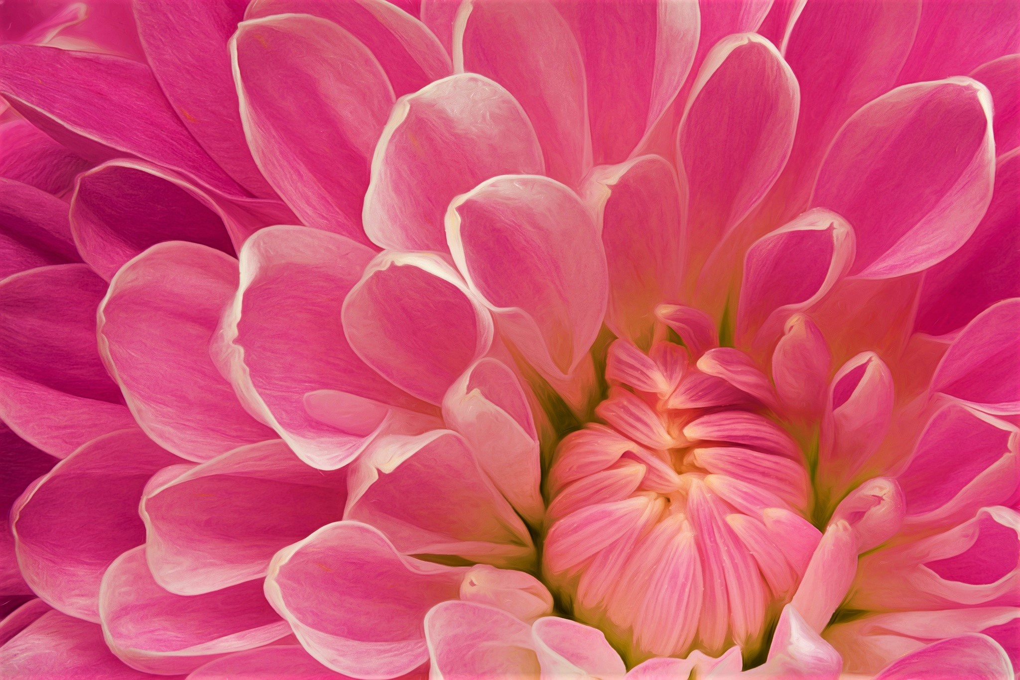 Download mobile wallpaper Flowers, Flower, Macro, Close Up, Earth, Dahlia, Pink Flower for free.