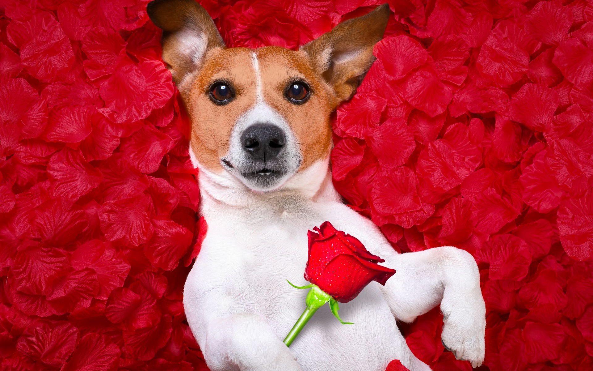 Download mobile wallpaper Dogs, Dog, Animal, Petal, Jack Russell Terrier, Stare for free.