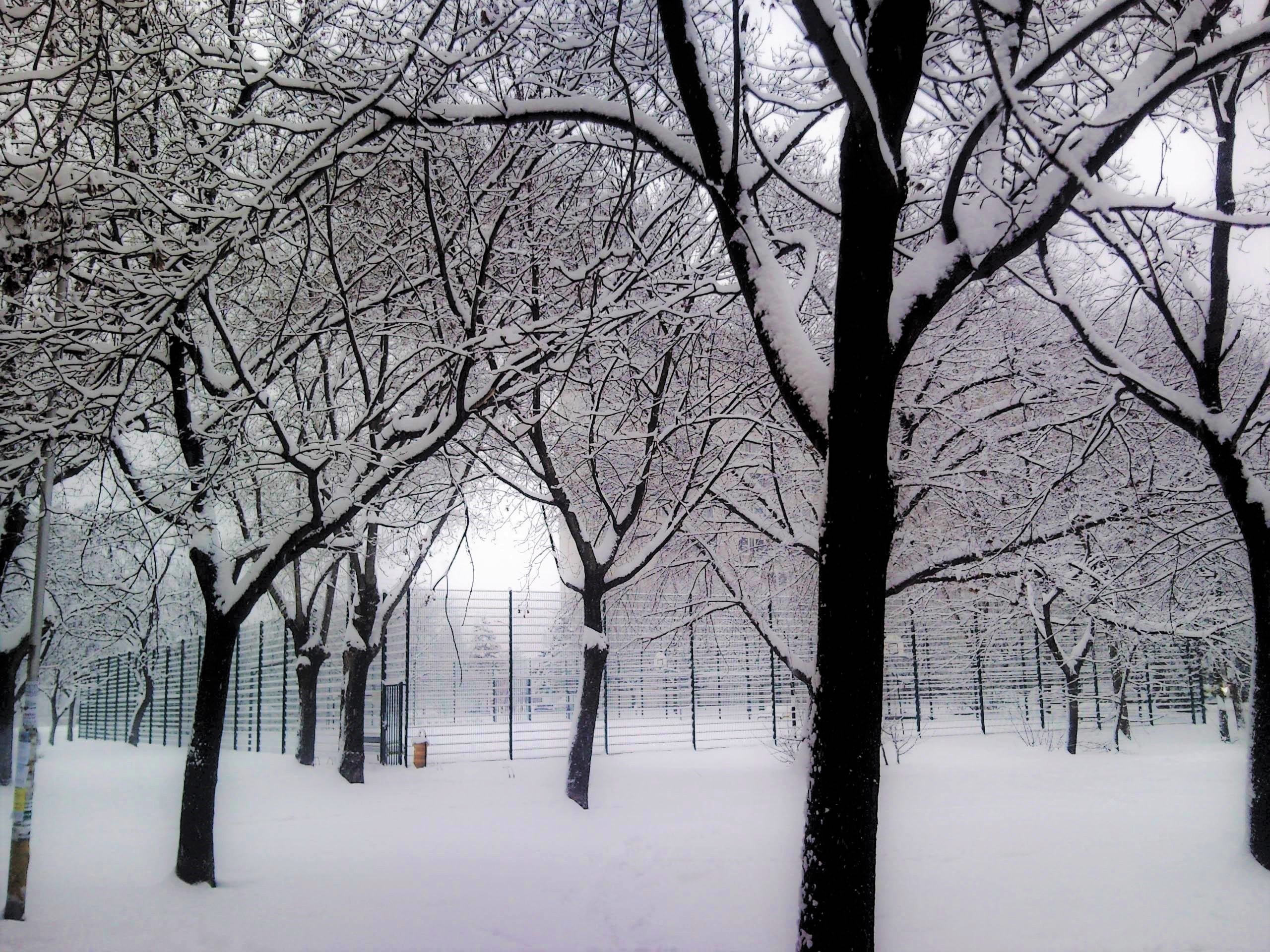 Handy-Wallpaper Winter, Schnee, Park, Baum, Fotografie kostenlos herunterladen.