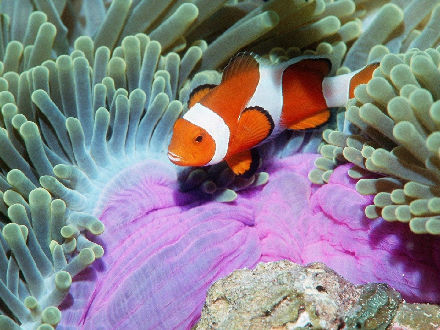 24708 Hintergrundbild herunterladen tiere, sea, clownfische - Bildschirmschoner und Bilder kostenlos