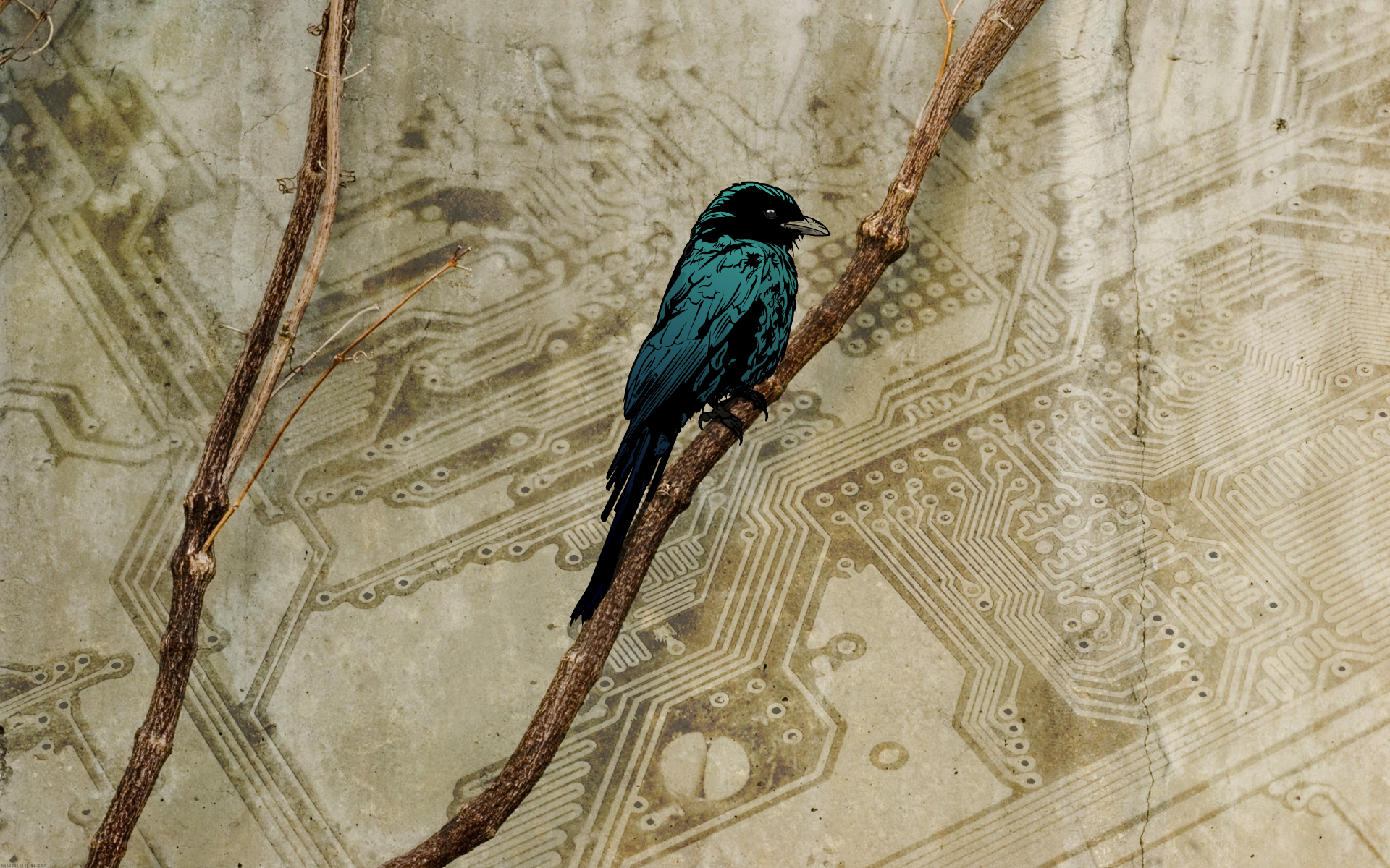 Free download wallpaper Birds, Bird, Animal on your PC desktop