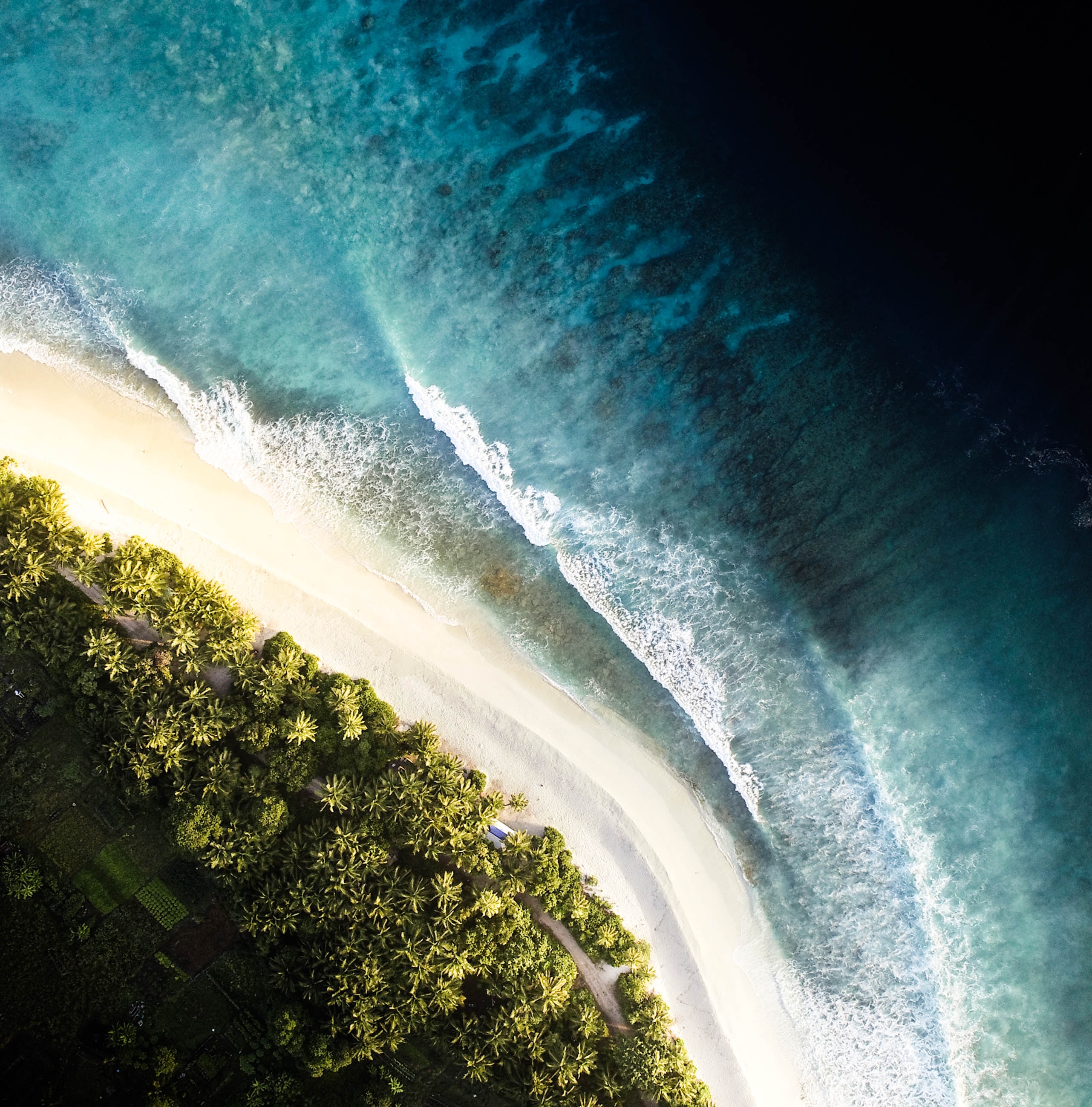 view from above, shore, nature, waves, palms, bank, ocean, surf 2160p