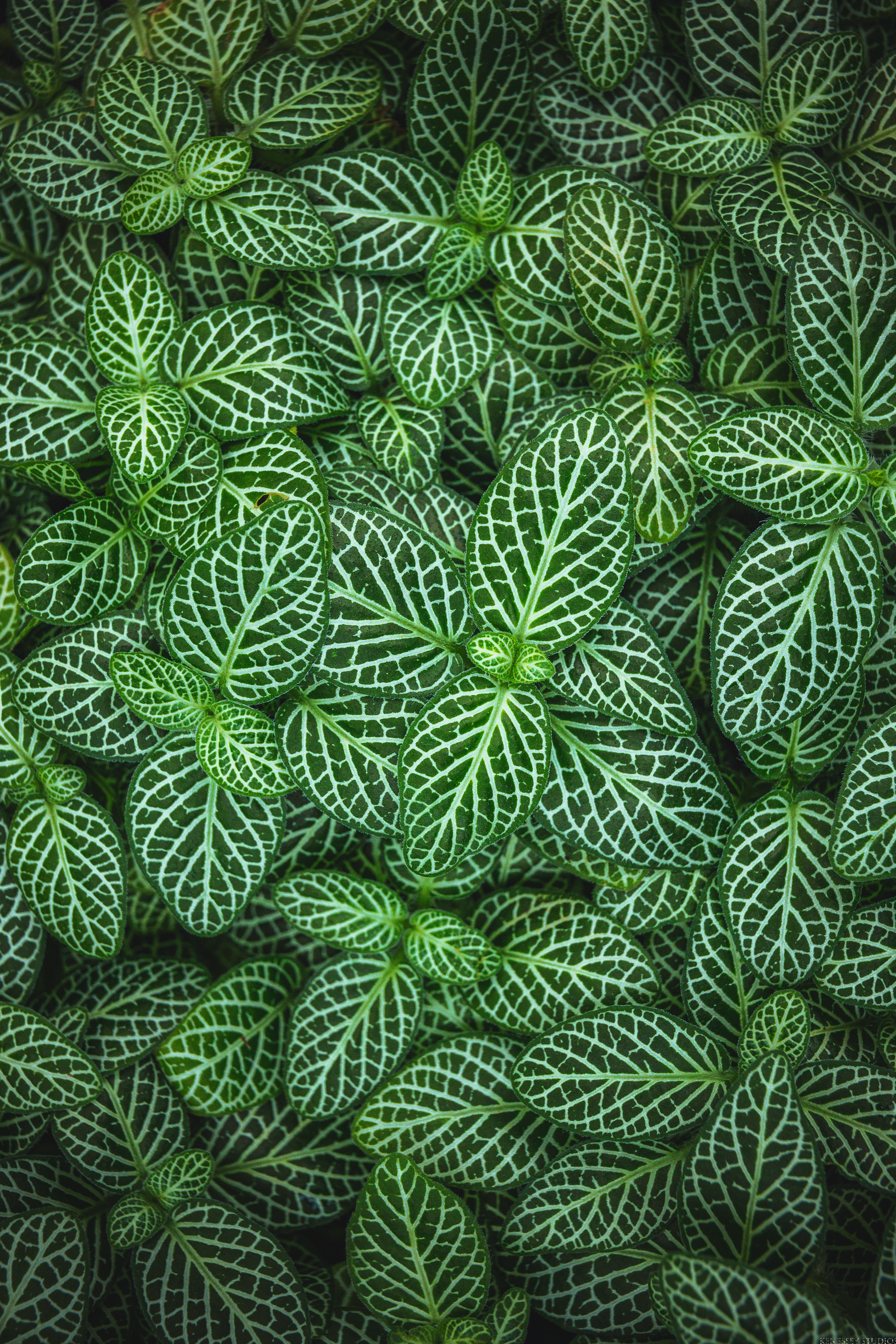 Free download wallpaper Nature, Leaves, Plant, Fittonia on your PC desktop