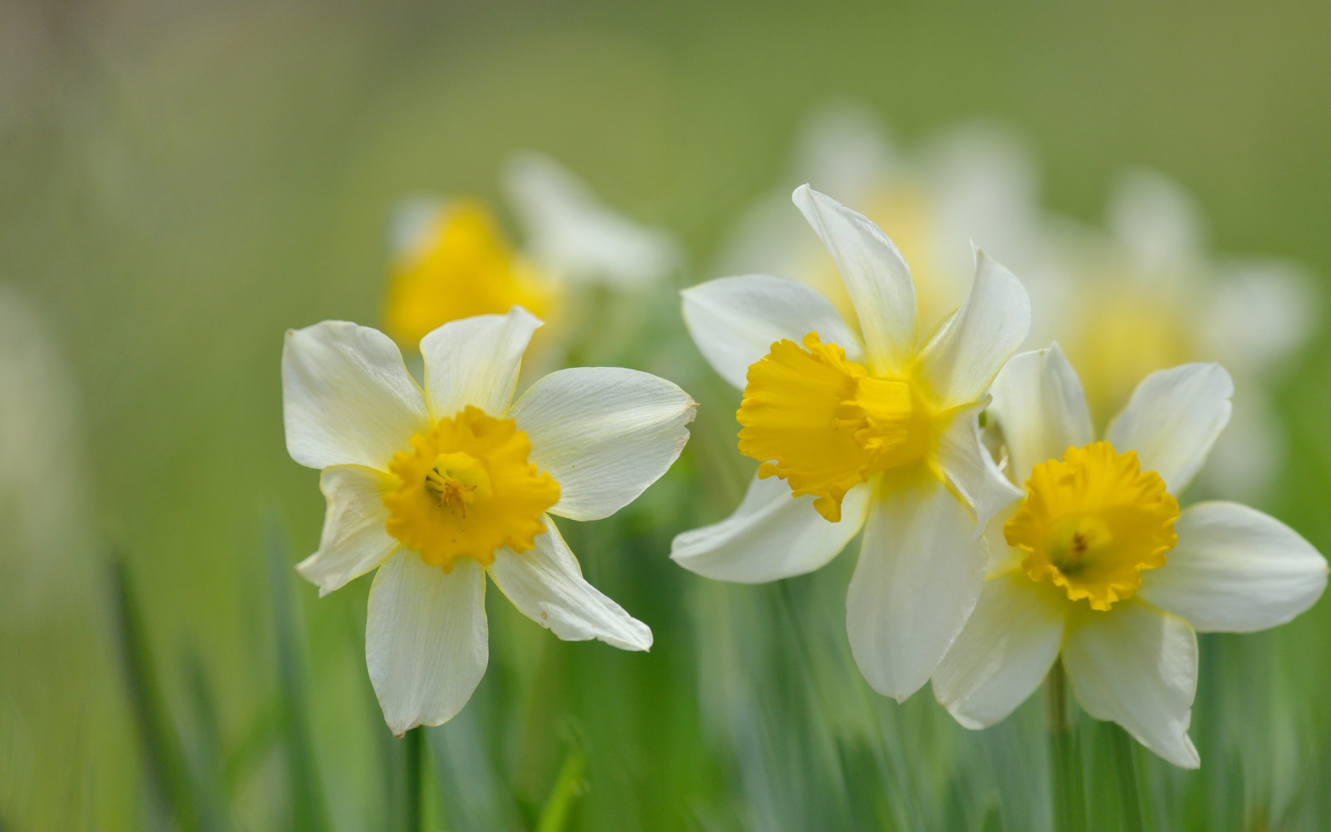 Free download wallpaper Flowers, Summer, Flower, Macro, Earth, White Flower, Daffodil on your PC desktop