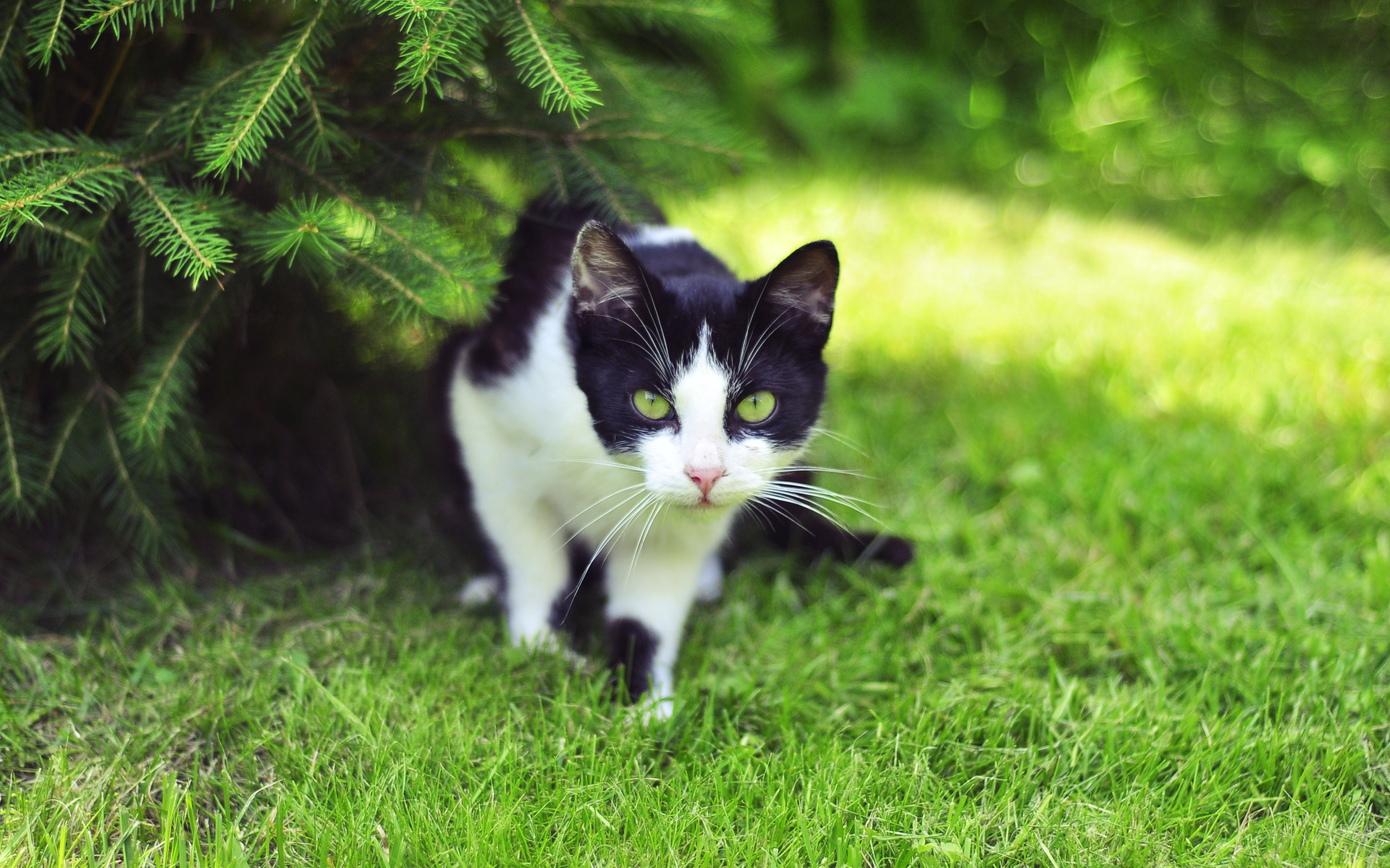 Baixe gratuitamente a imagem Animais, Gatos, Gato na área de trabalho do seu PC