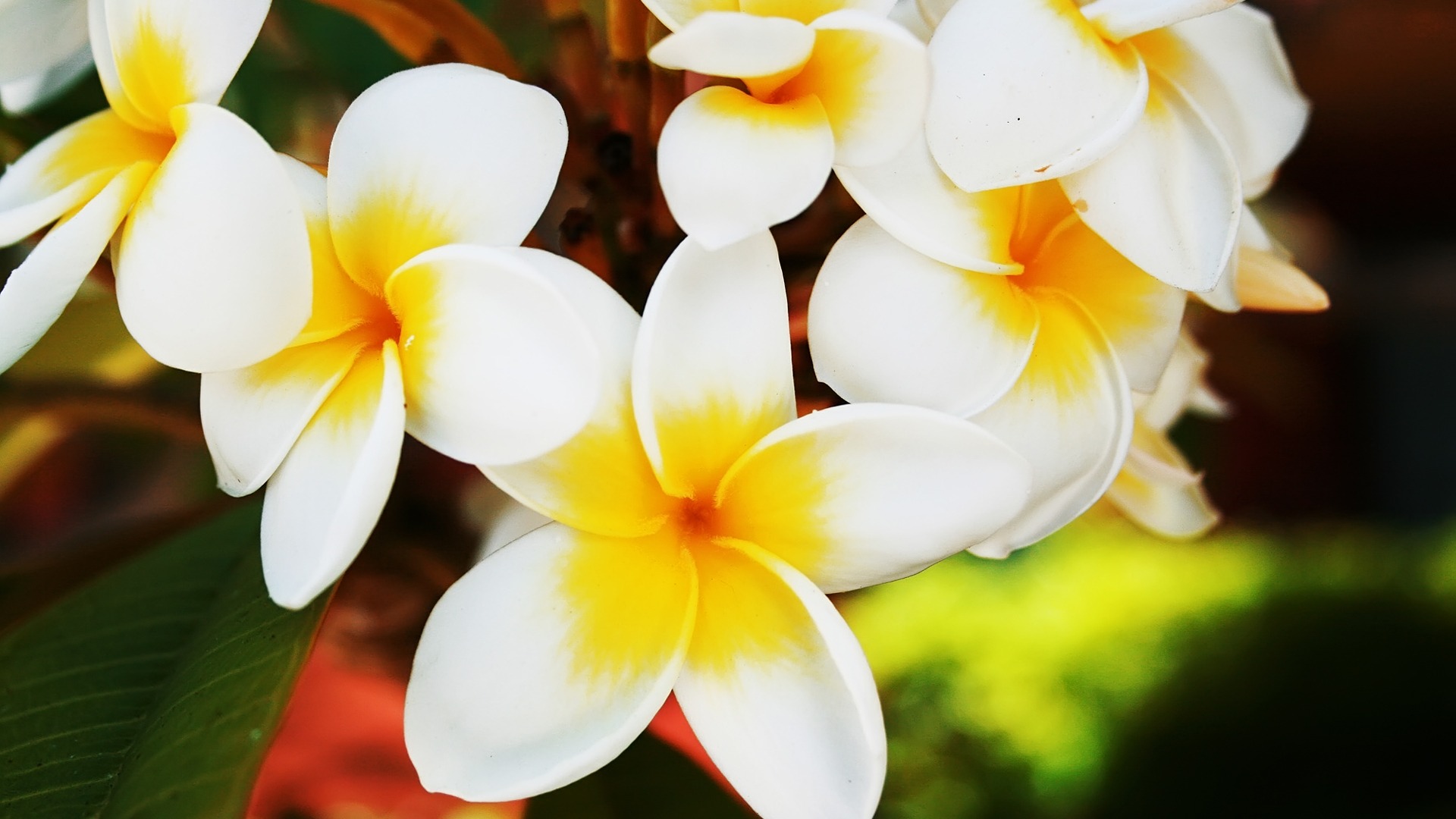 1519373 descargar fondo de pantalla tierra/naturaleza, frangipani, flor: protectores de pantalla e imágenes gratis