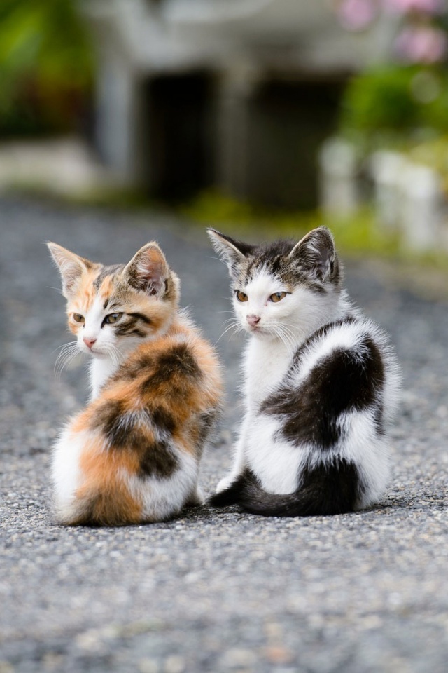 Download mobile wallpaper Cats, Cat, Kitten, Animal, Baby Animal for free.