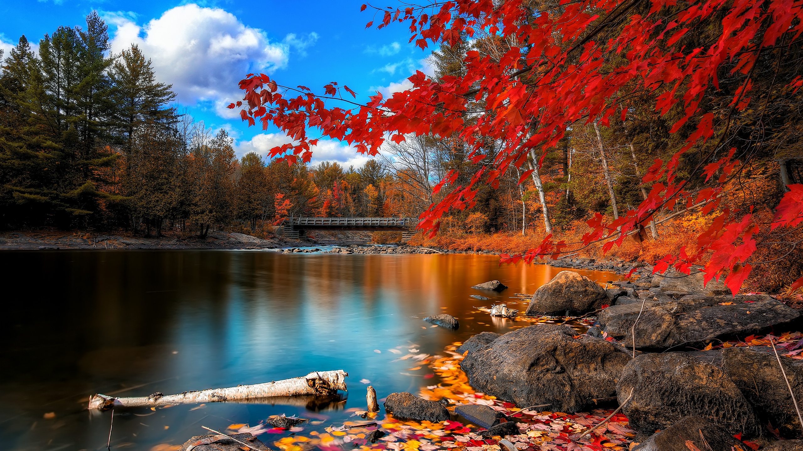 Descarga gratuita de fondo de pantalla para móvil de Otoño, Tierra/naturaleza.