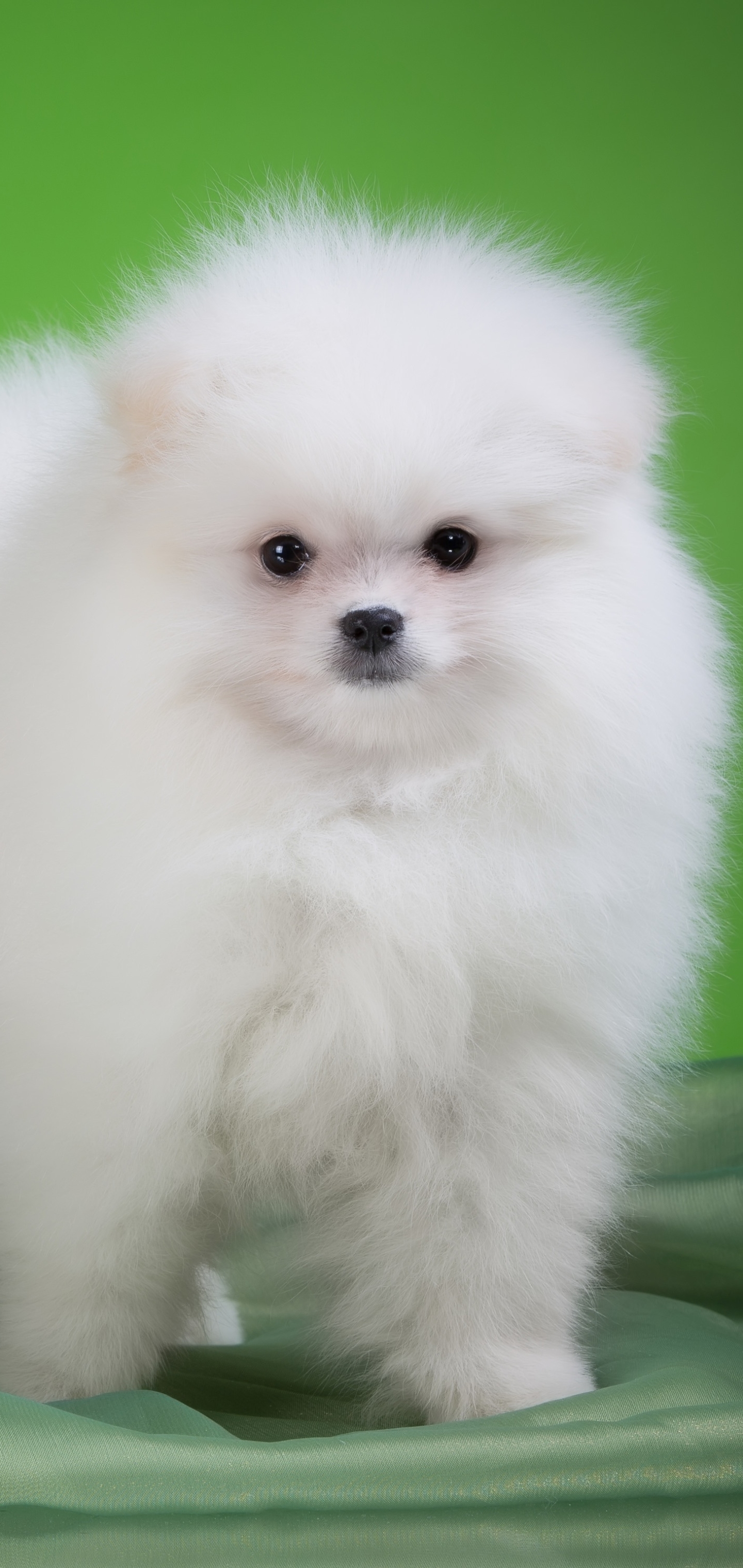 Download mobile wallpaper Dogs, Dog, Animal, Puppy, Spitz, Baby Animal for free.