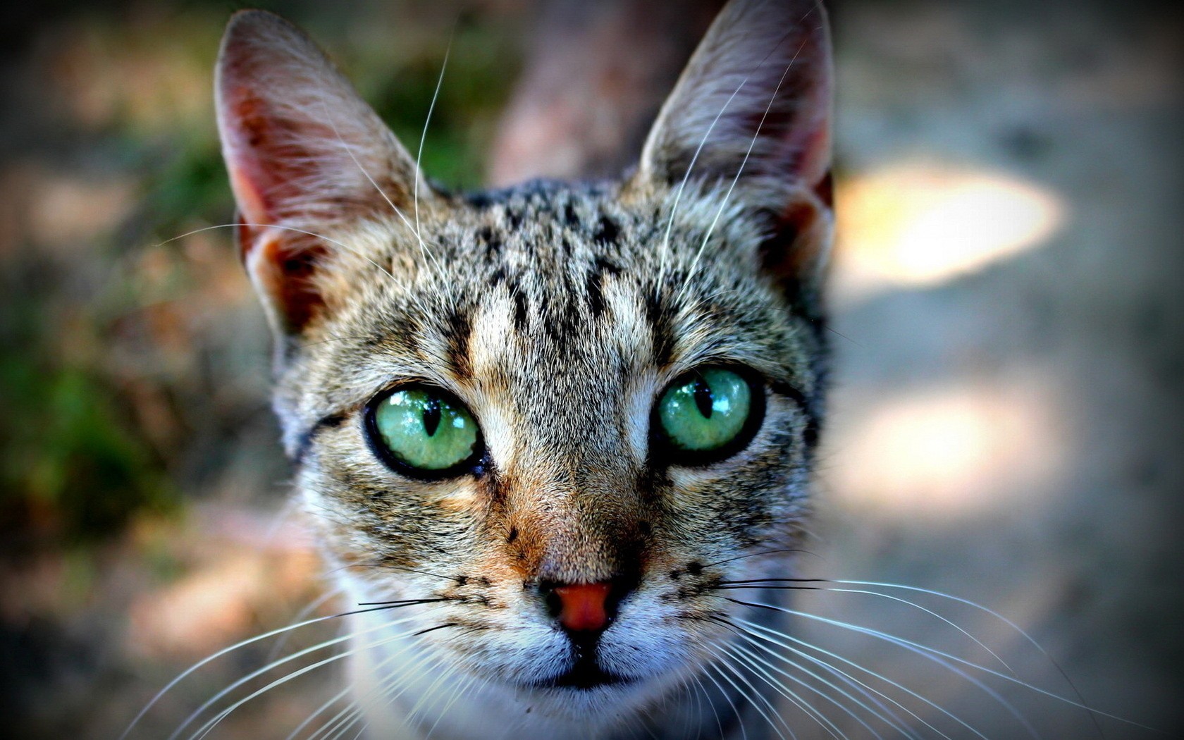 Handy-Wallpaper Tiere, Katzen, Katze kostenlos herunterladen.