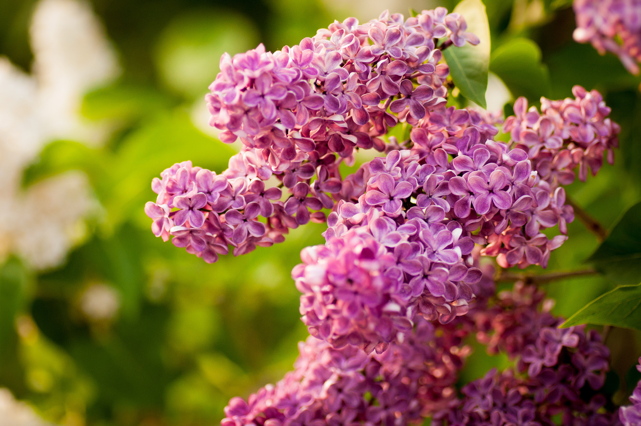 Free download wallpaper Flowers, Lilac, Flower, Branch, Earth, Blossom on your PC desktop