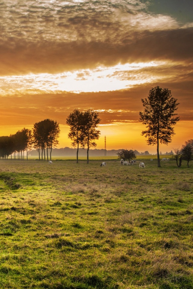 Download mobile wallpaper Landscape, Nature, Sunset, Grass, Sky, Tree, Earth, Photography, Cow for free.