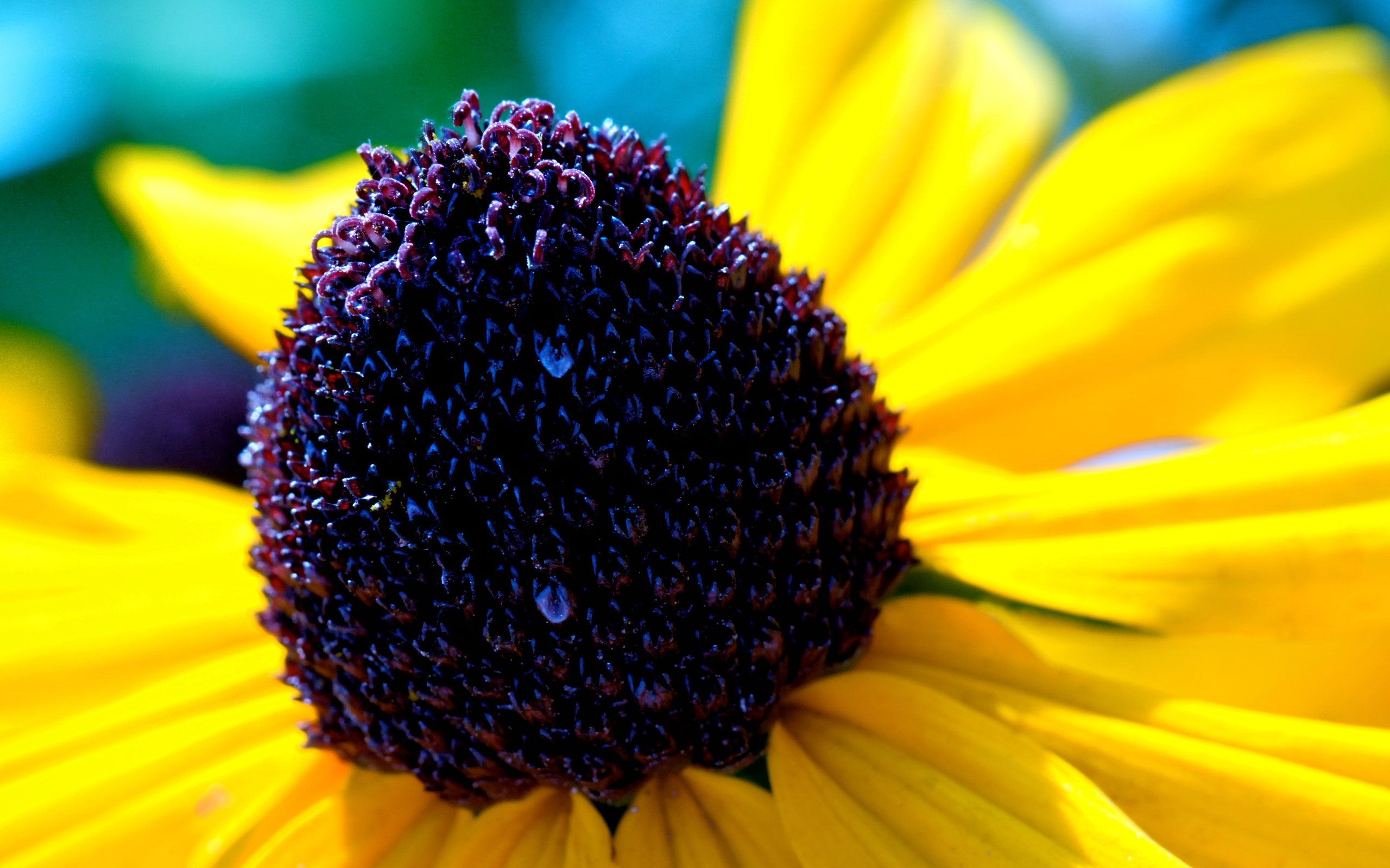 Téléchargez gratuitement l'image Fleurs, Fleur, Terre/nature sur le bureau de votre PC