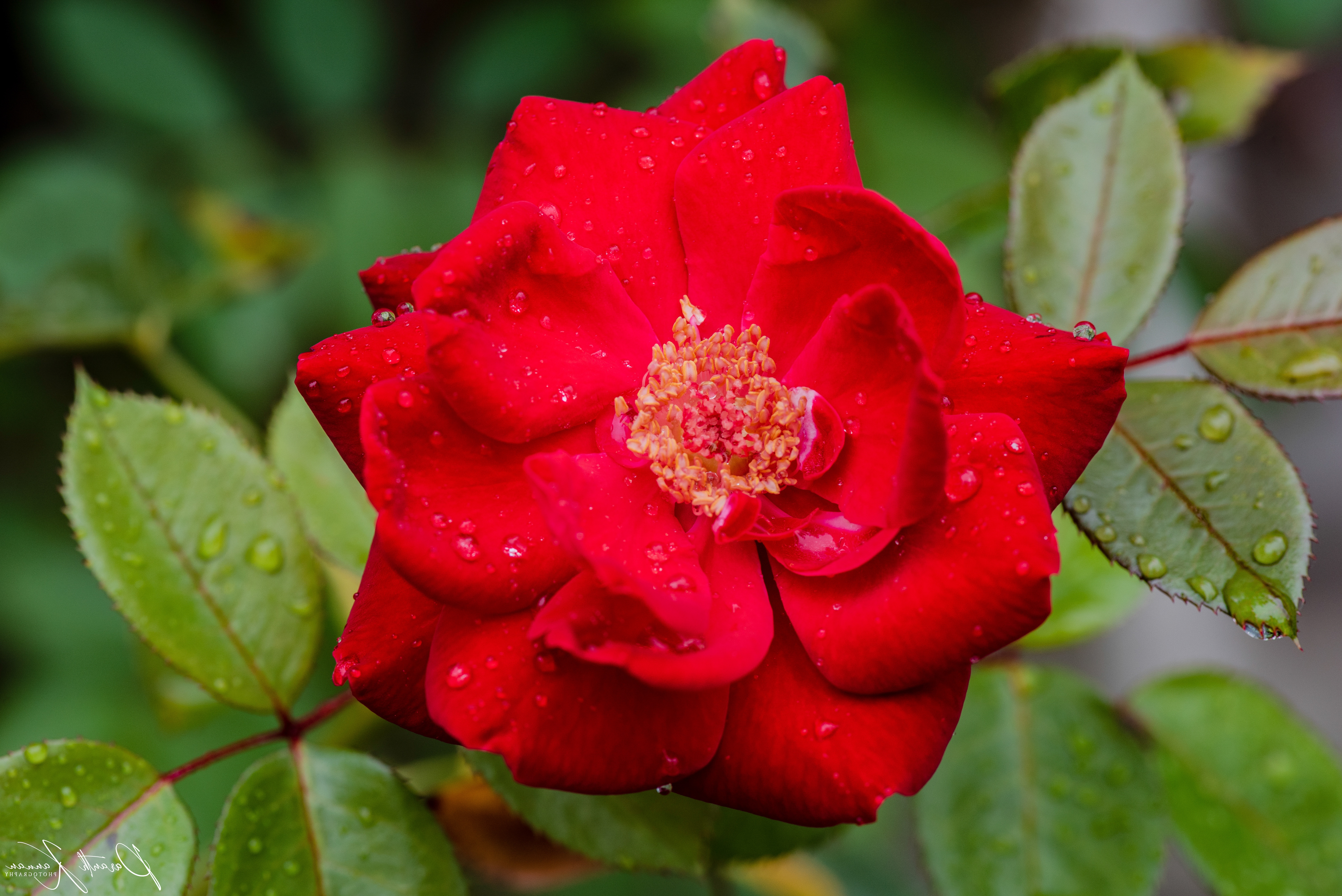 Baixar papel de parede para celular de Flores, Rosa, Macro, Rosa Vermelha, Pingos De Chuva, Flor Vermelha, Terra/natureza gratuito.