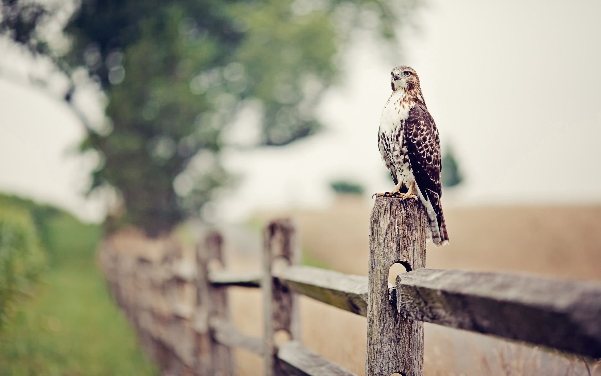 Mobile wallpaper falcon, animals, grass, bird, fence