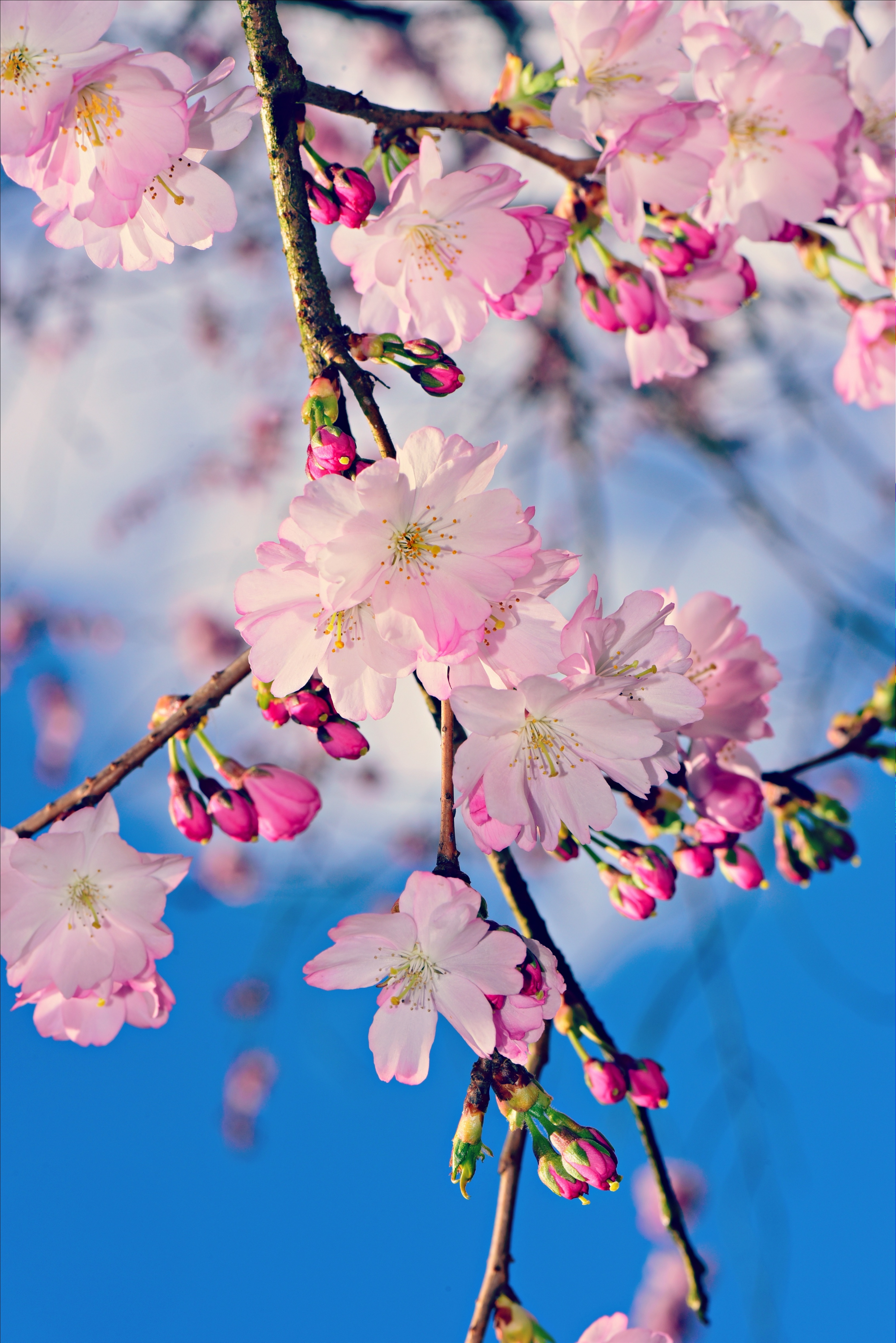 137652 скачать картинку весна, яблоня, цветы, бутоны, ветка, розовый - обои и заставки бесплатно