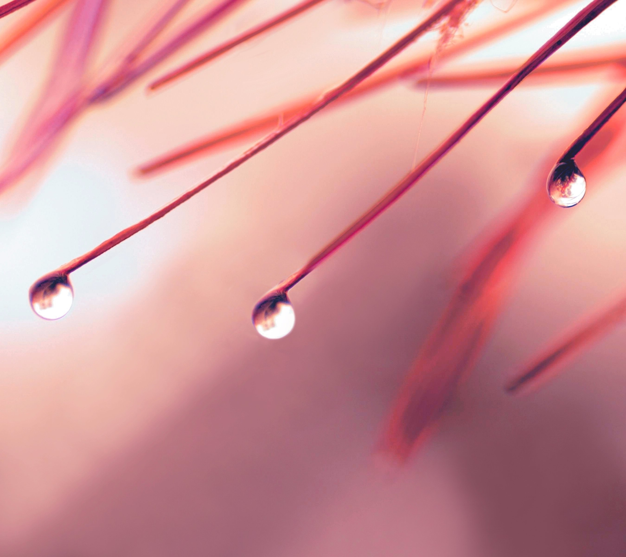 Free download wallpaper Nature, Pink, Fall, Earth, Pastel, Water Drop on your PC desktop