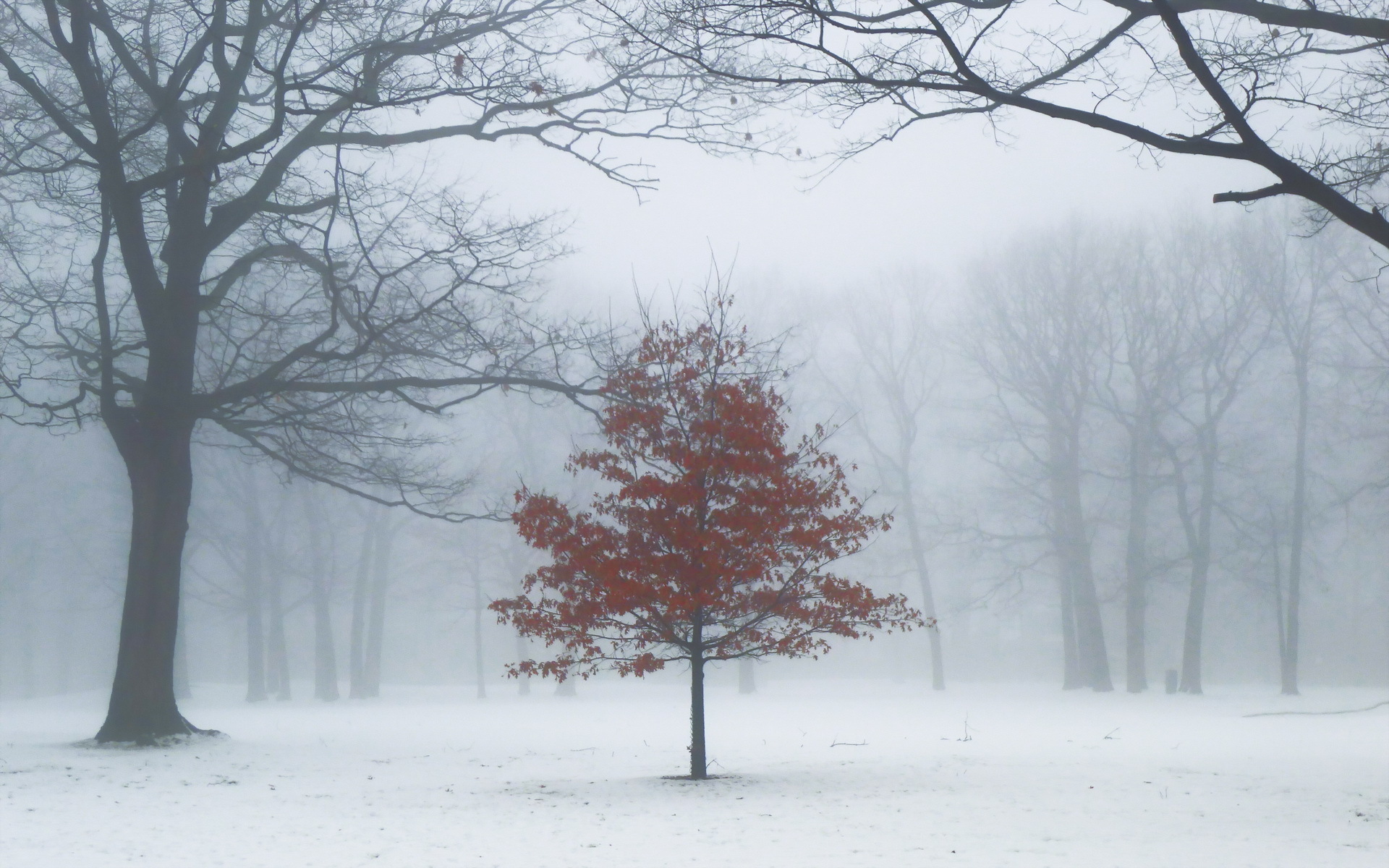 Download background canada, earth, tree, fog, ontario, snow, toronto, trees