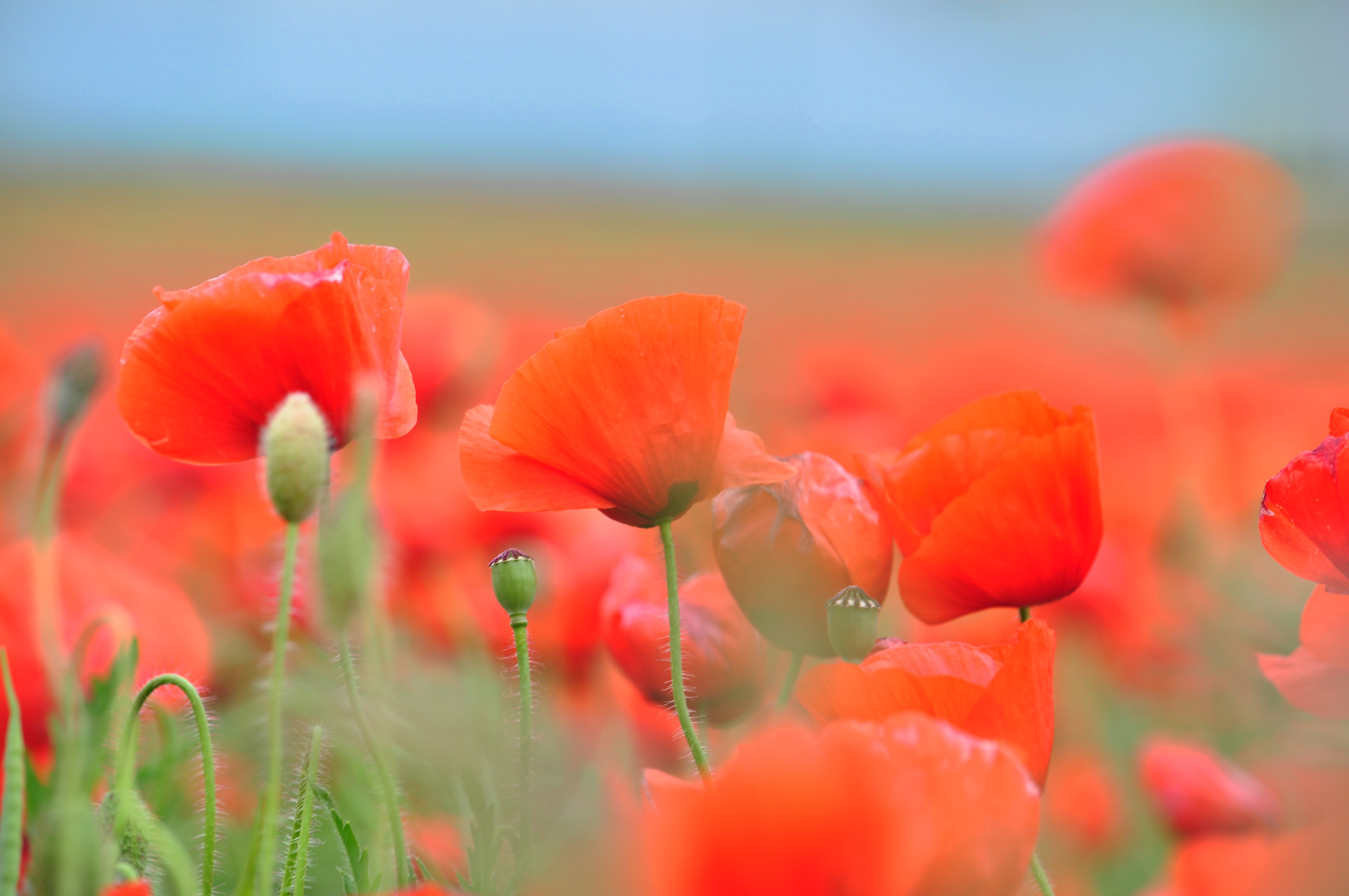 Téléchargez des papiers peints mobile Fleurs, Été, Fleur, Fermer, Coquelicot, Fleur Rouge, La Nature, Terre/nature gratuitement.