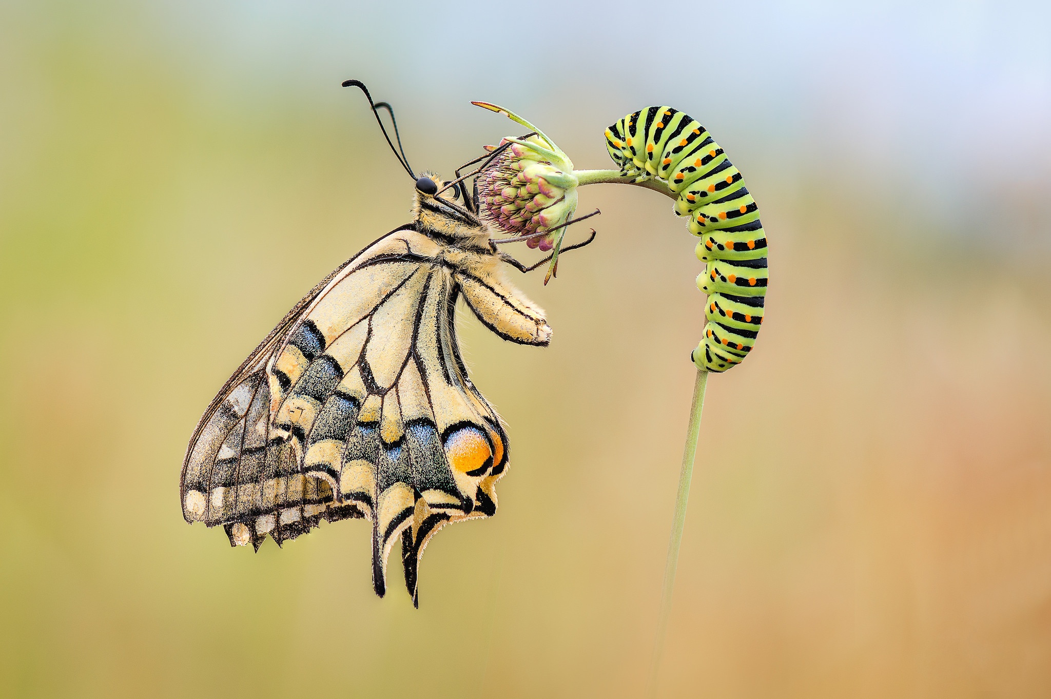 Descarga gratis la imagen Animales, Insecto, Mariposa, Oruga, Macrofotografía en el escritorio de tu PC