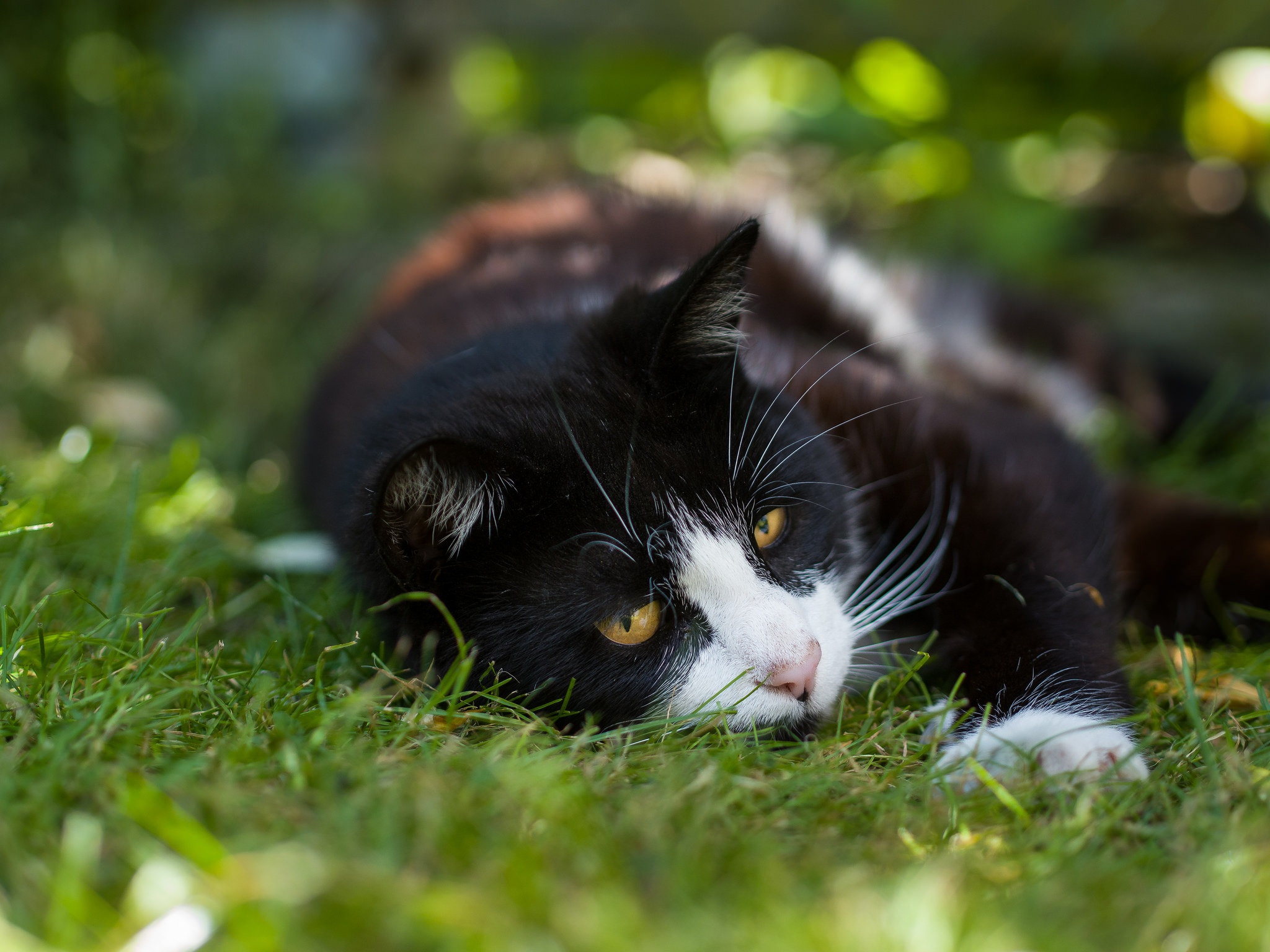 Handy-Wallpaper Katze, Katzen, Tiere kostenlos herunterladen.