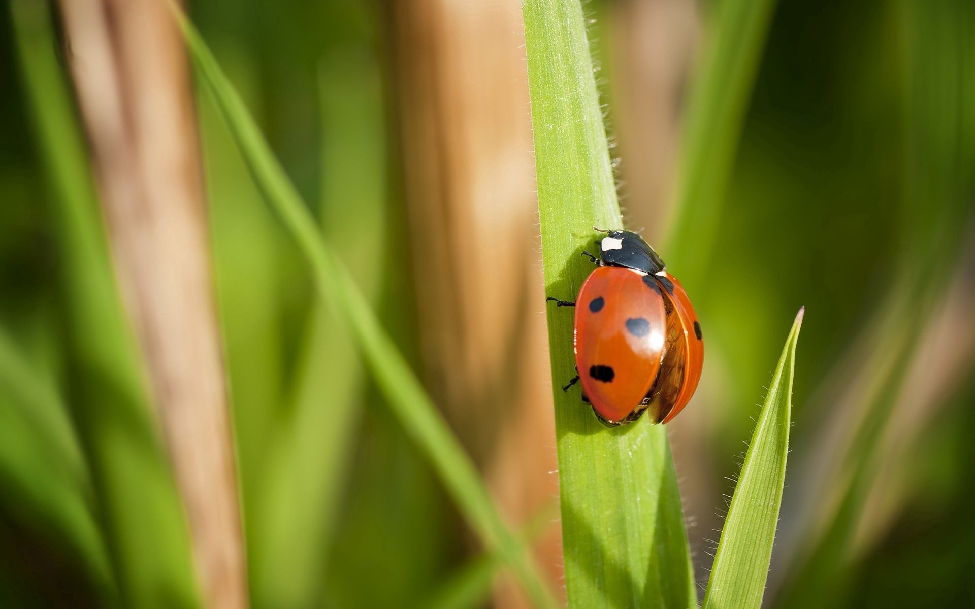Free download wallpaper Grass, Macro, Insect, Ladybug, Ladybird, Wings on your PC desktop