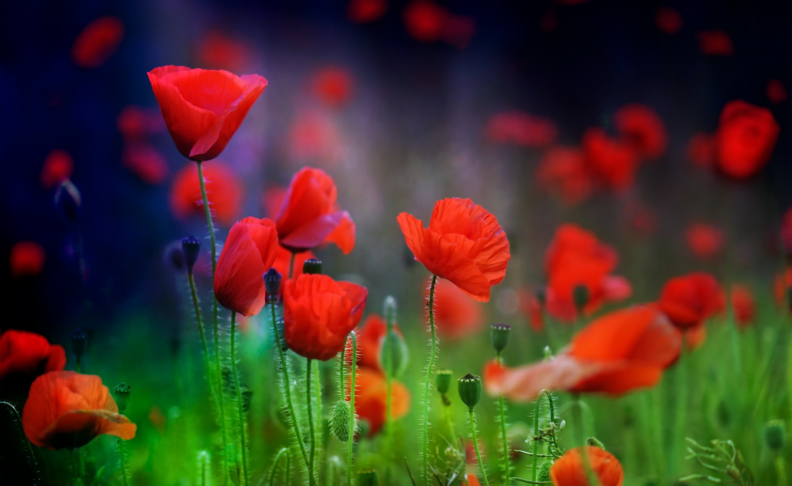 Laden Sie das Natur, Blumen, Mohn, Blume, Verwischen, Rote Blume, Erde/natur-Bild kostenlos auf Ihren PC-Desktop herunter
