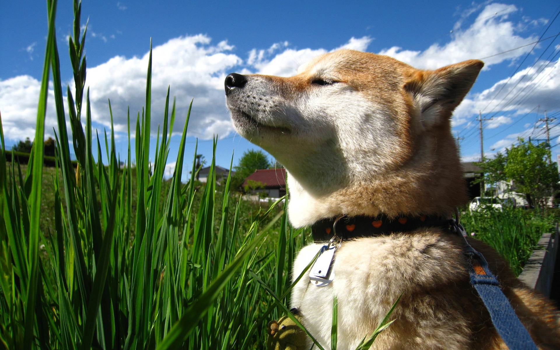 無料モバイル壁紙犬, 動物をダウンロードします。