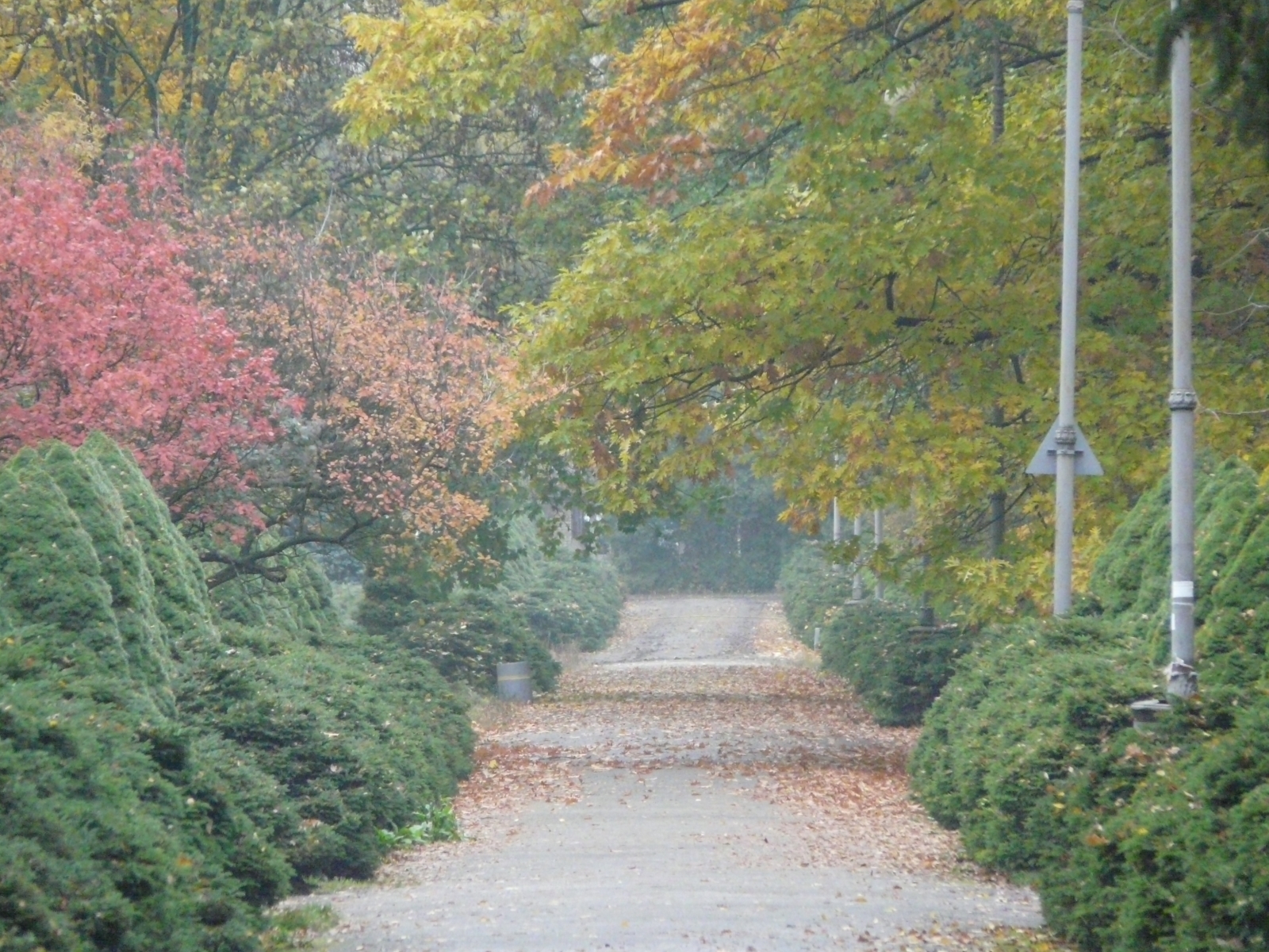 無料モバイル壁紙木, 道路, 秋, 風景をダウンロードします。