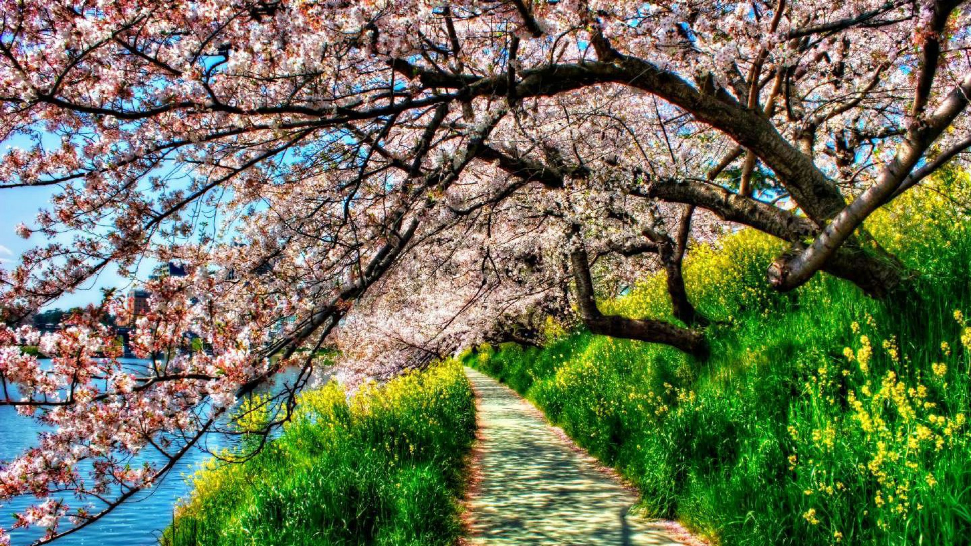 Download mobile wallpaper Grass, Park, Tree, Earth, Path, Hdr, Spring, River, Blossom for free.