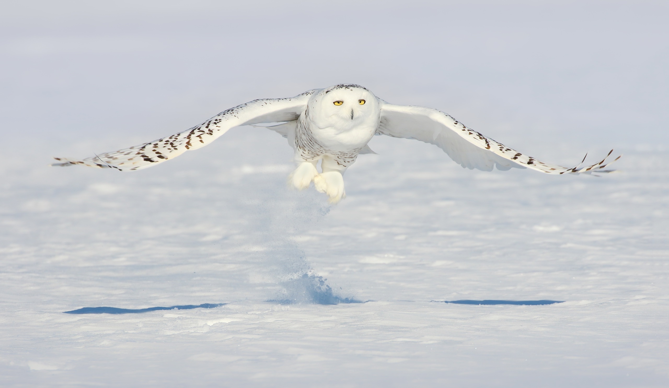 Free download wallpaper Birds, Owl, Snow, Bird, Animal, Snowy Owl on your PC desktop