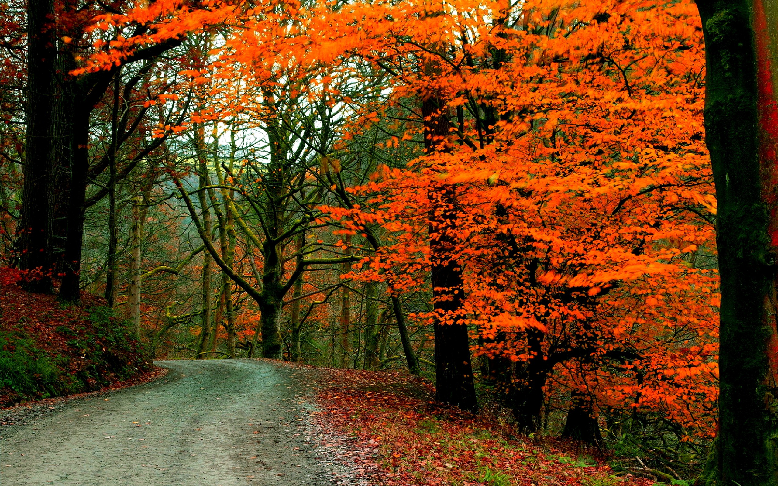 Download mobile wallpaper Road, Forest, Tree, Fall, Earth for free.