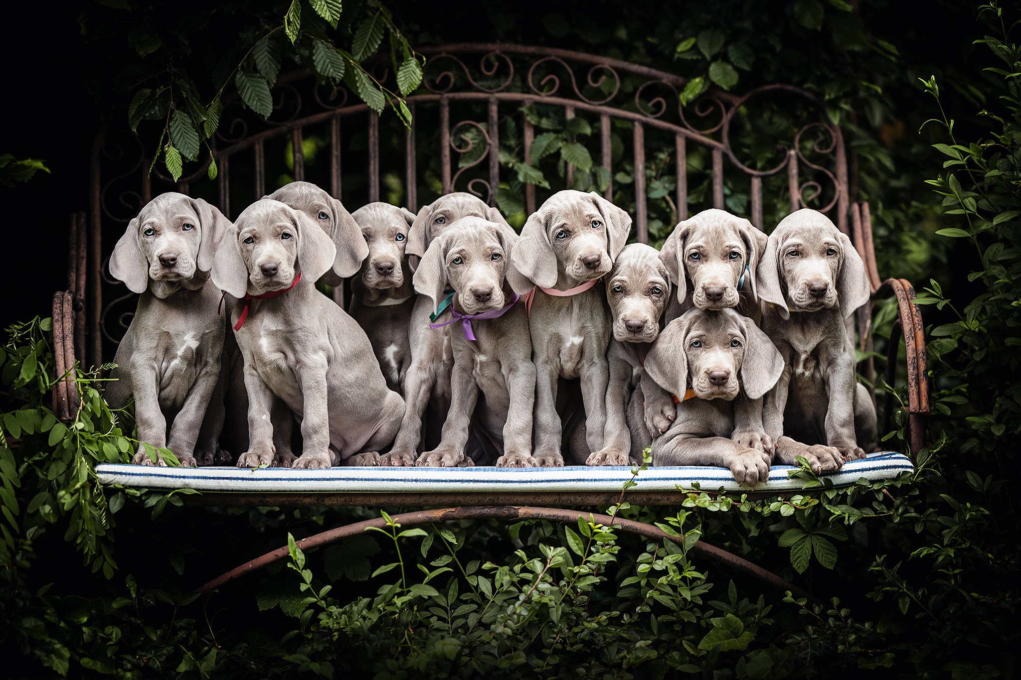 Download mobile wallpaper Dogs, Dog, Animal, Puppy, Bench, Weimaraner, Baby Animal for free.