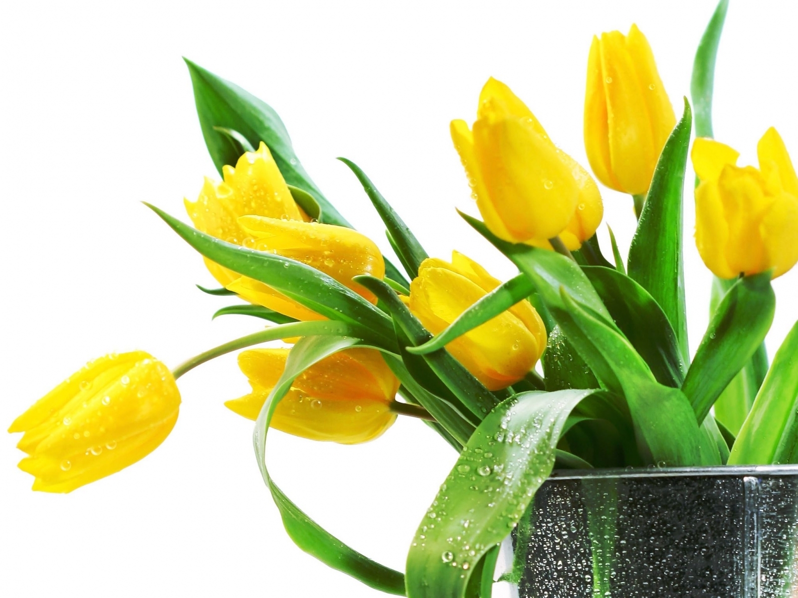 11360 descargar fondo de pantalla plantas, flores, tulipanes: protectores de pantalla e imágenes gratis
