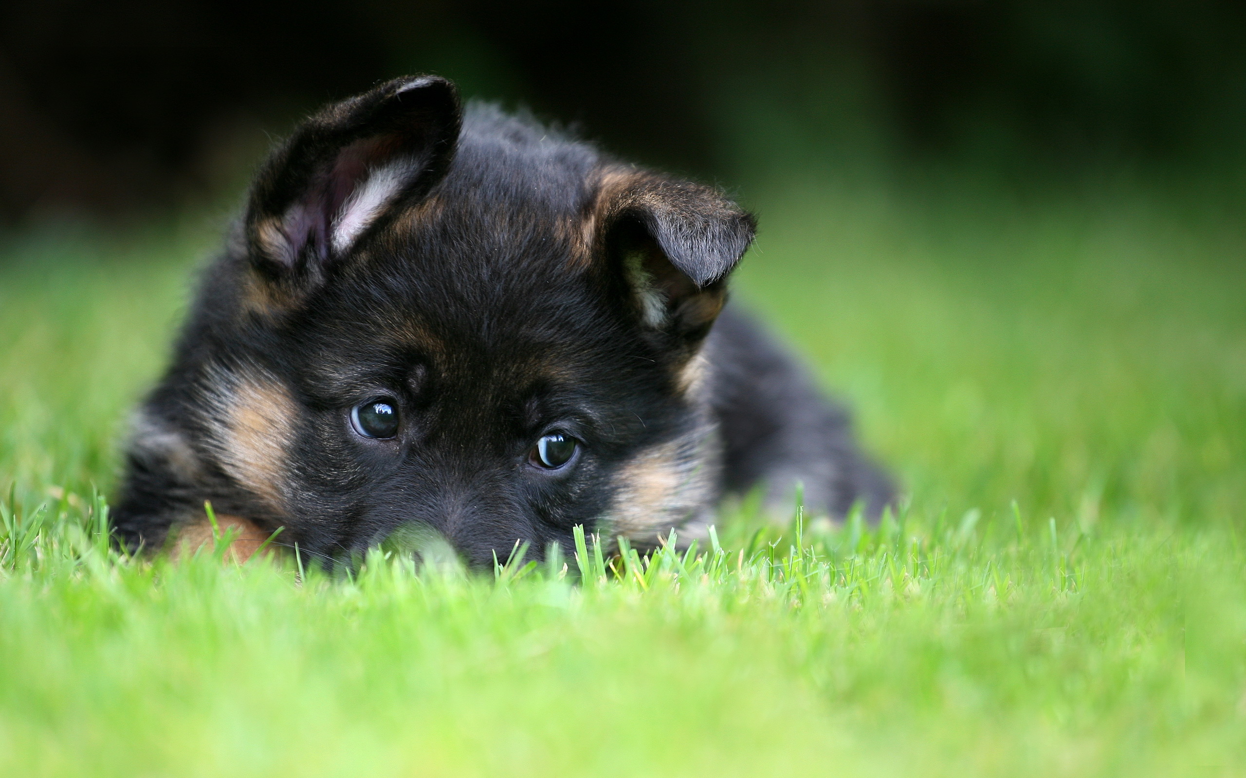 Handy-Wallpaper Welpen, Hunde, Tiere kostenlos herunterladen.