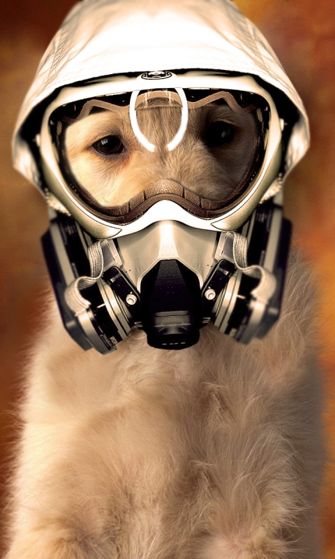 無料モバイル壁紙マスク, 暗い, 犬, ガスマスク, 可愛いをダウンロードします。