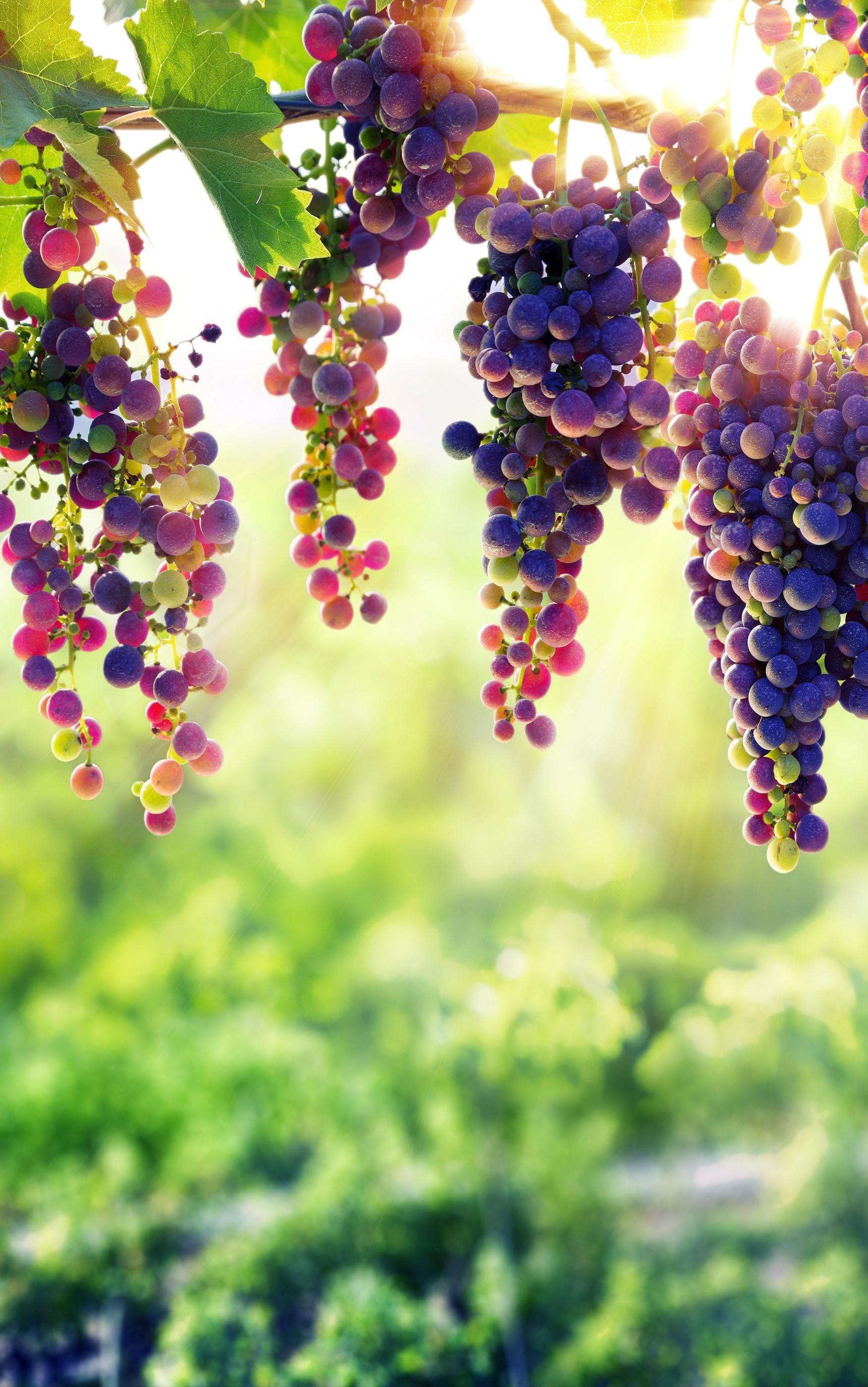 Free download wallpaper Fruits, Food, Grapes, Fruit, Depth Of Field on your PC desktop